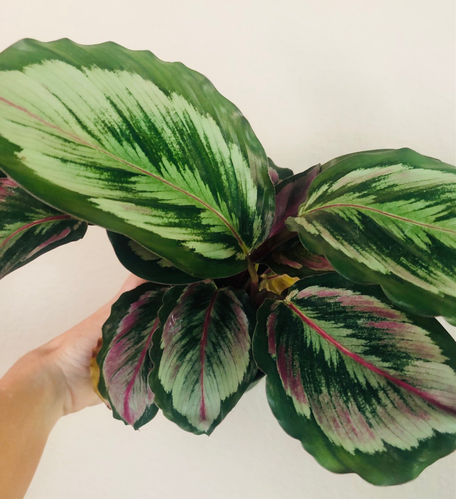 Calathea Roseopicta Medallion II