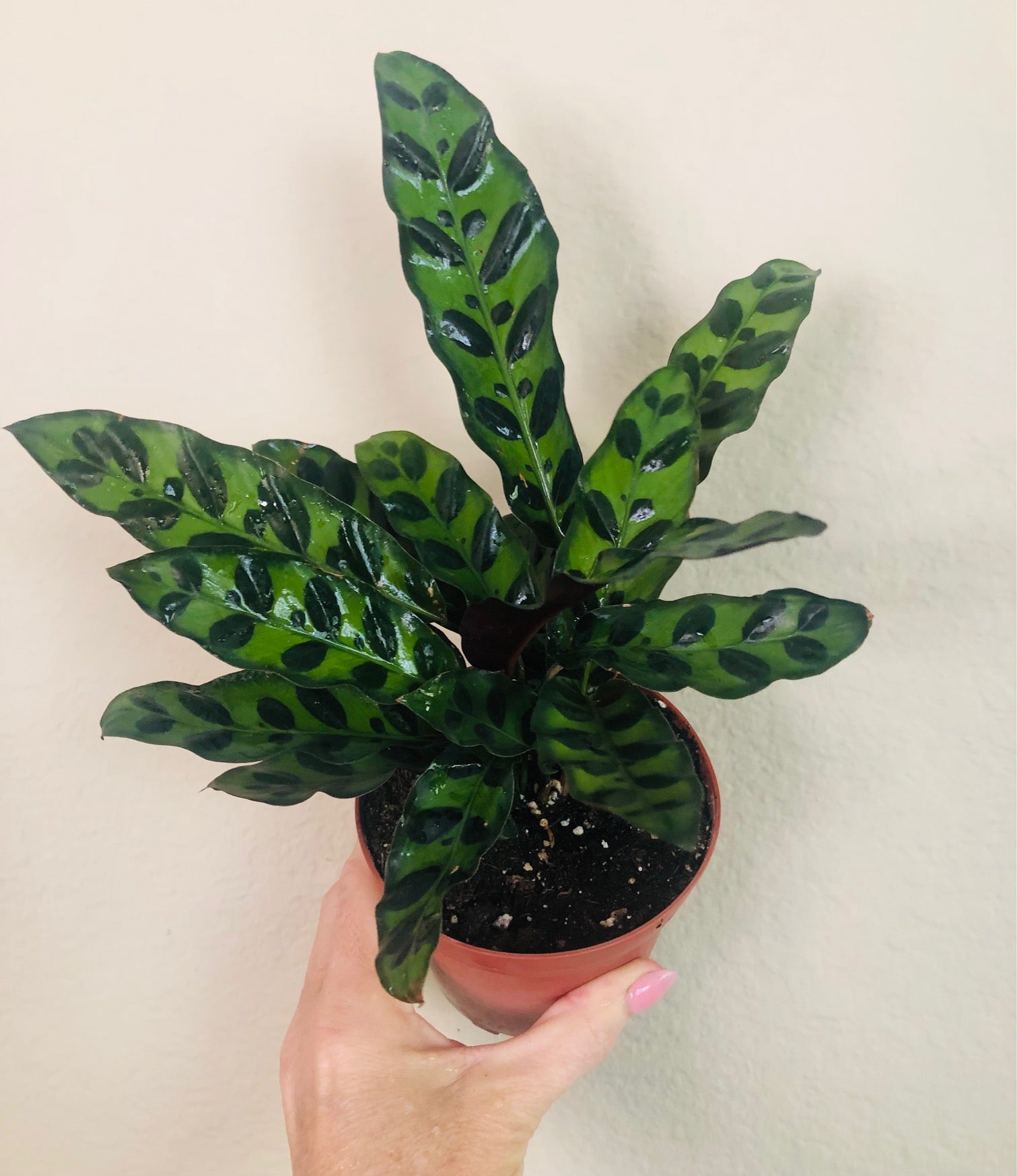 Calathea Lancifolia 'Rattlesnake'