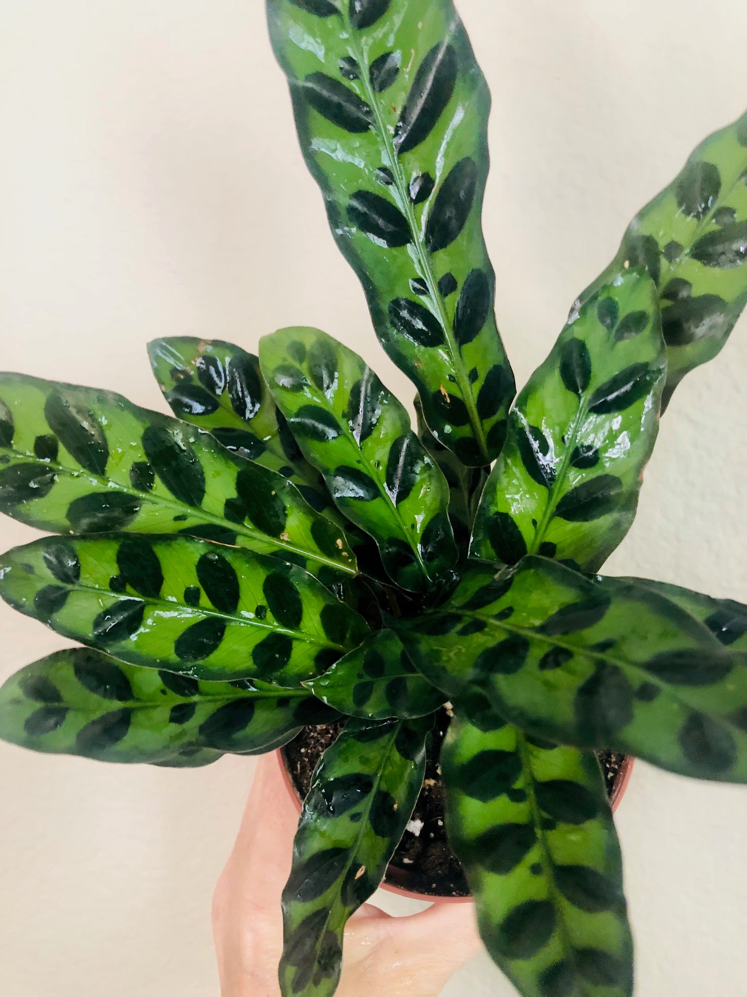 Calathea Lancifolia 'Rattlesnake'