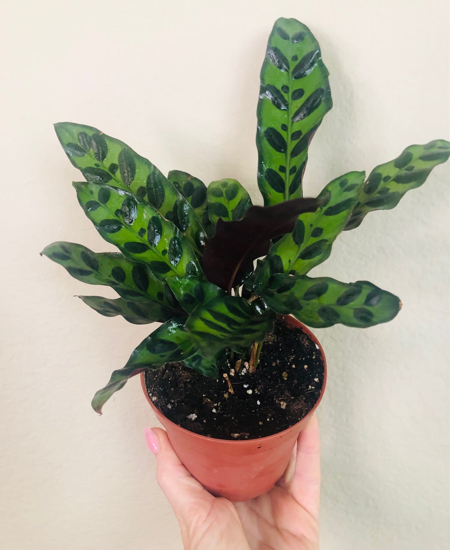 Calathea Lancifolia 'Rattlesnake'