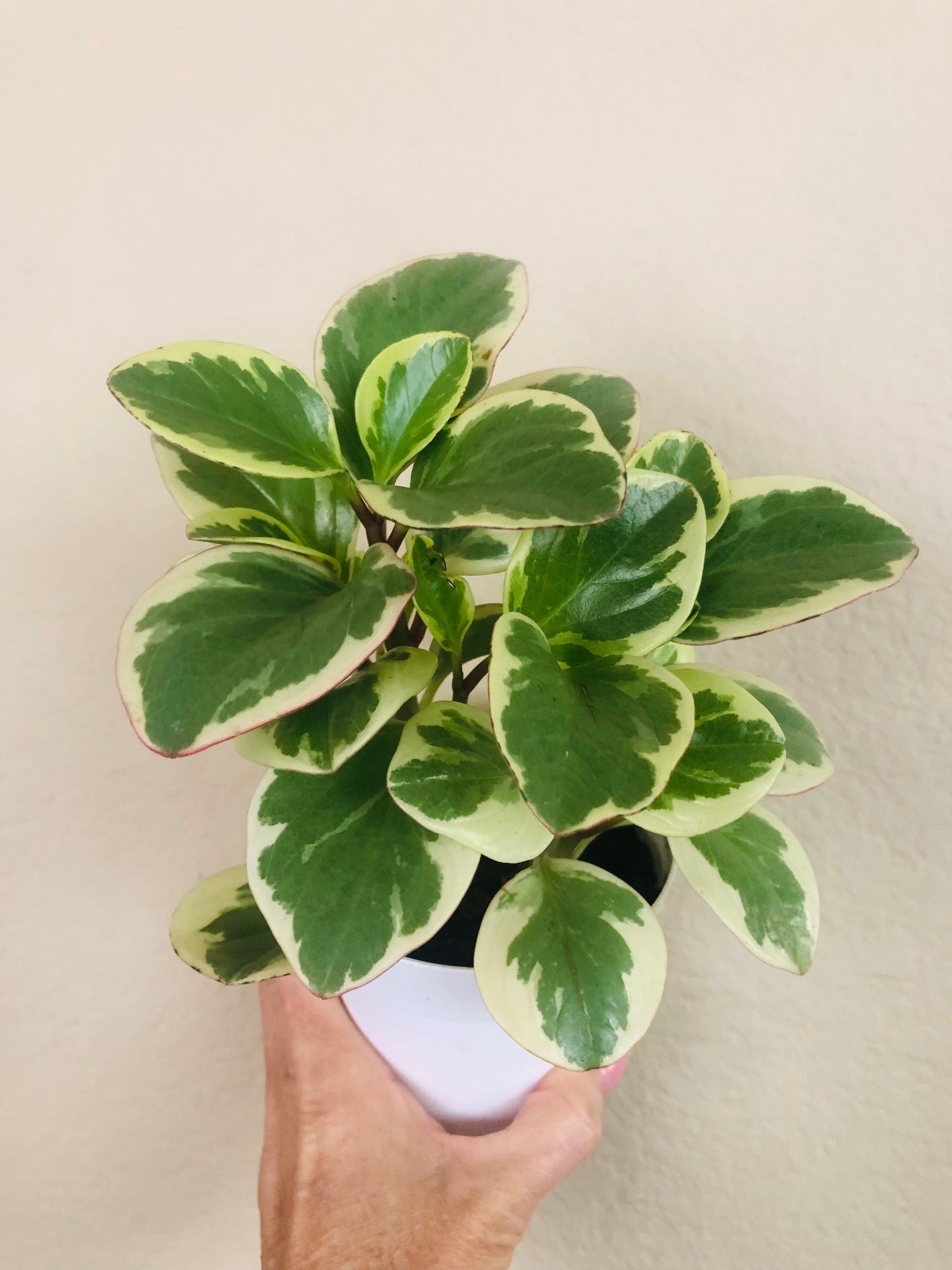 Peperomia Optipan 'Bicolor'