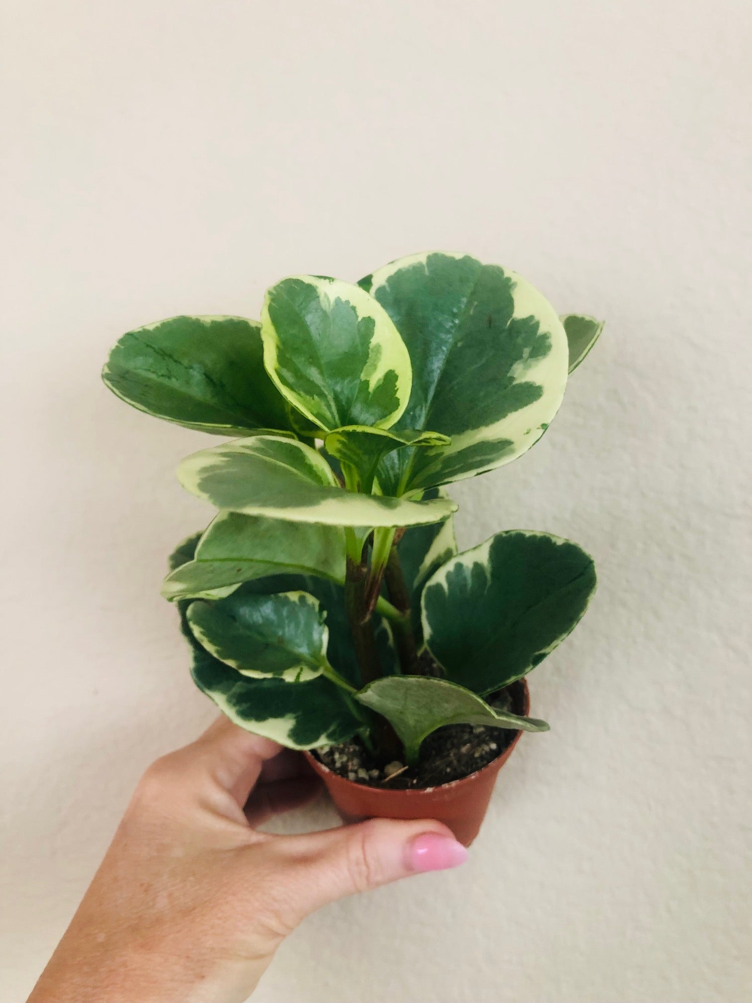 Peperomia Obtusifolia 'Variegata'