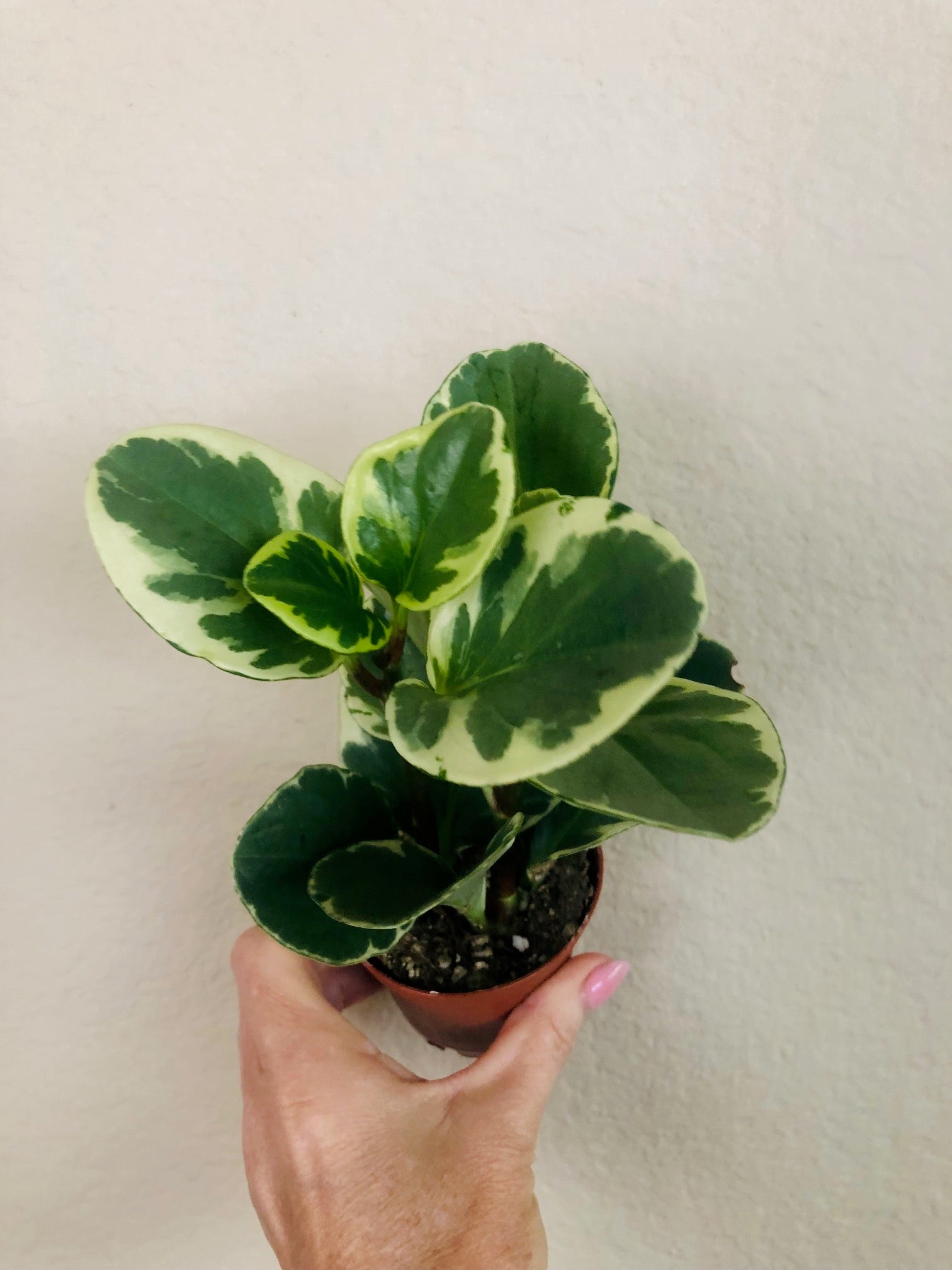 Peperomia Obtusifolia 'Variegata'