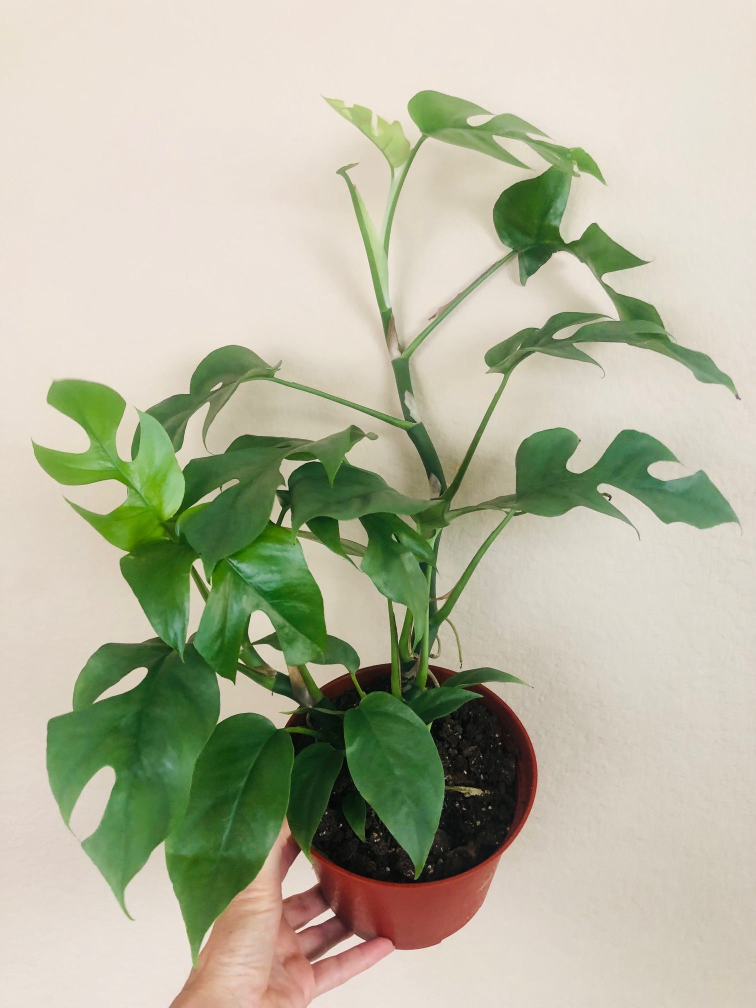 Rhaphidophora Tetrasperma ‘Mini Monstera’