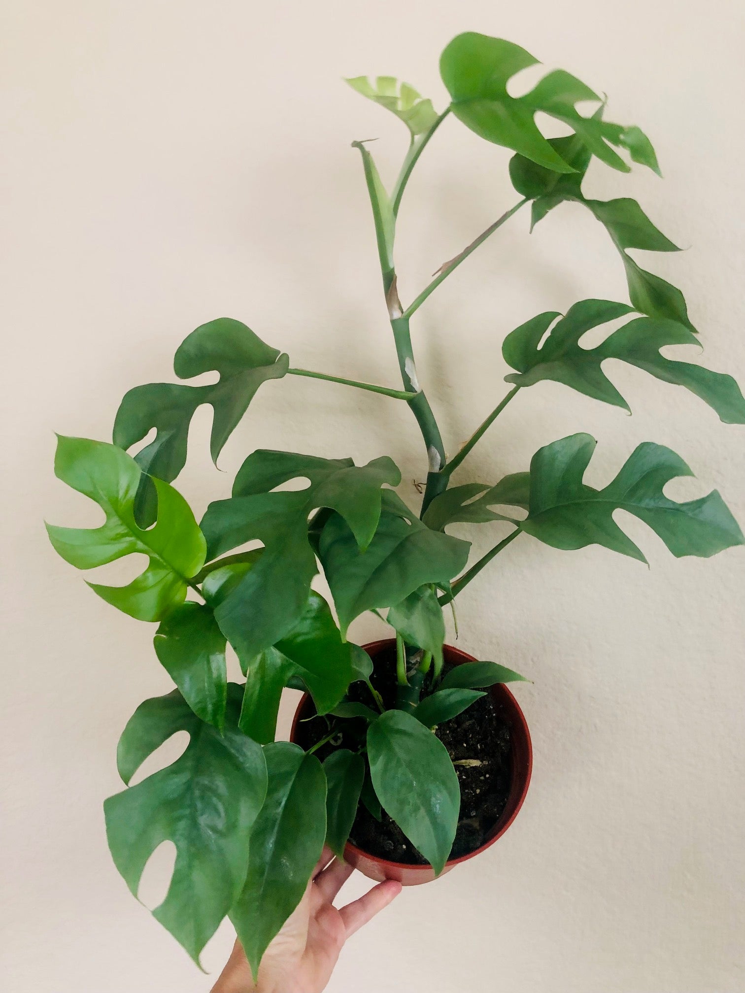 Rhaphidophora Tetrasperma ‘Mini Monstera’