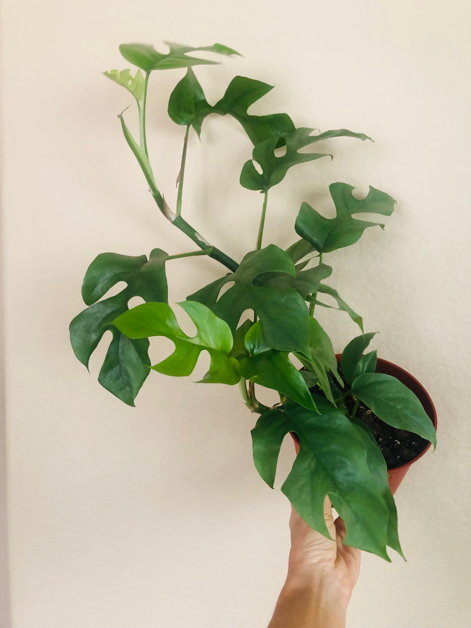 Rhaphidophora Tetrasperma ‘Mini Monstera’