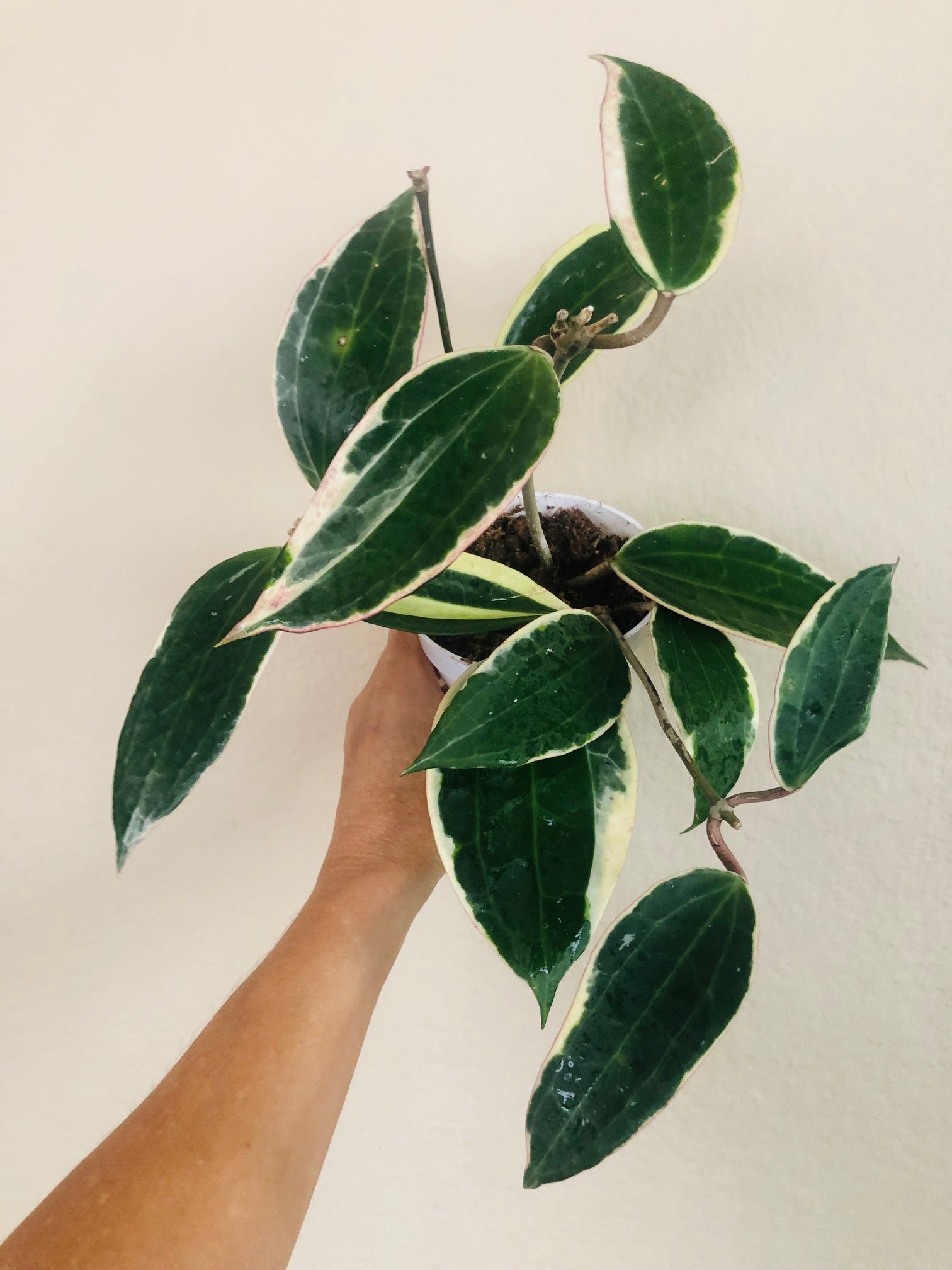 Hoya 'Macrophylla'