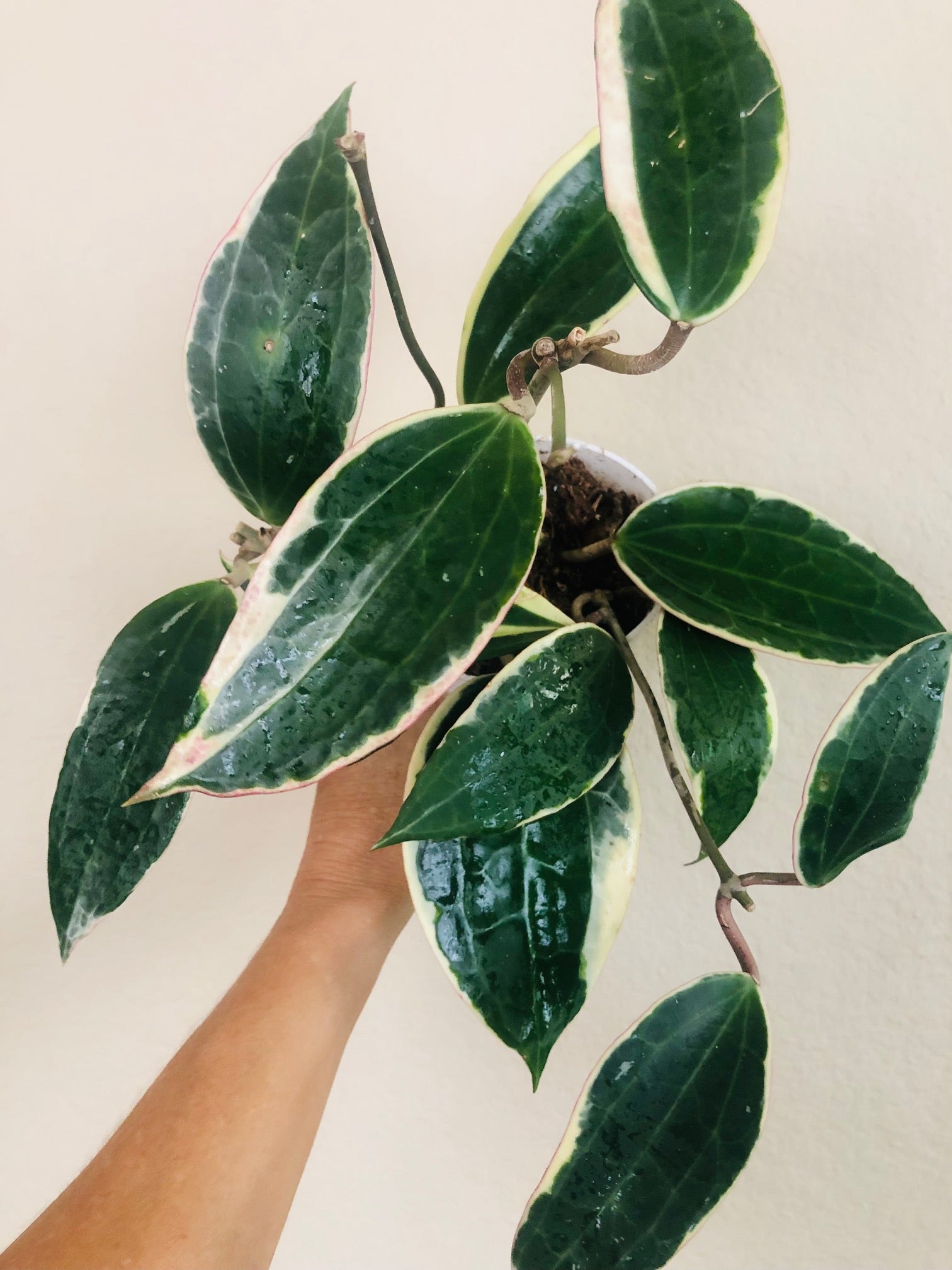 Hoya 'Macrophylla'