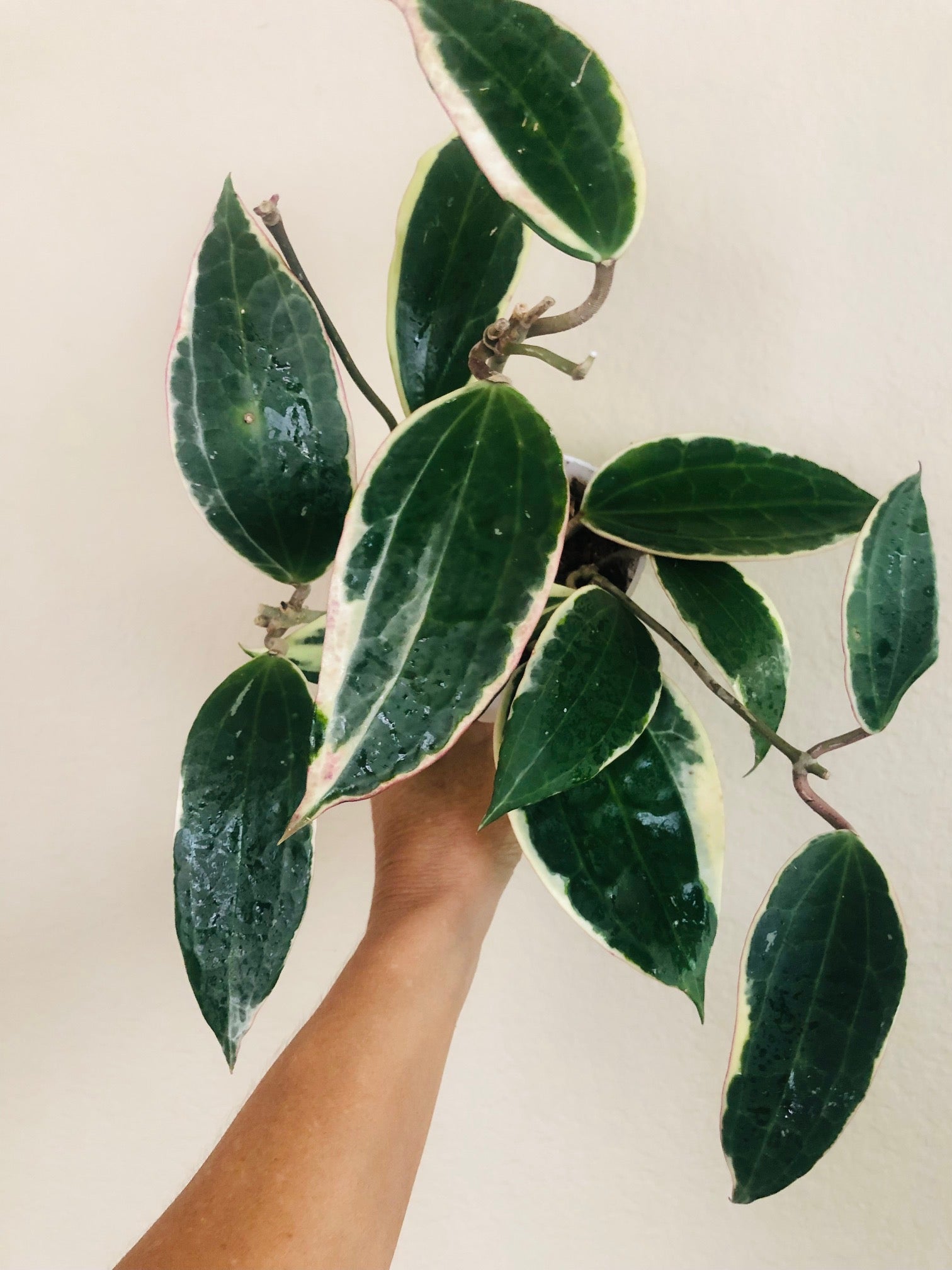 Hoya 'Macrophylla'