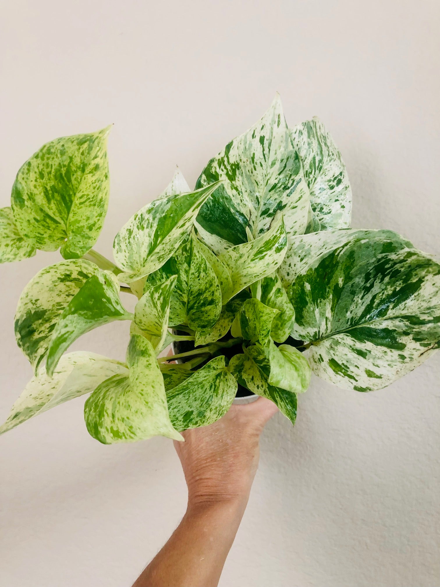 Pothos 'Marble Queen' | ‘Snow Queen’