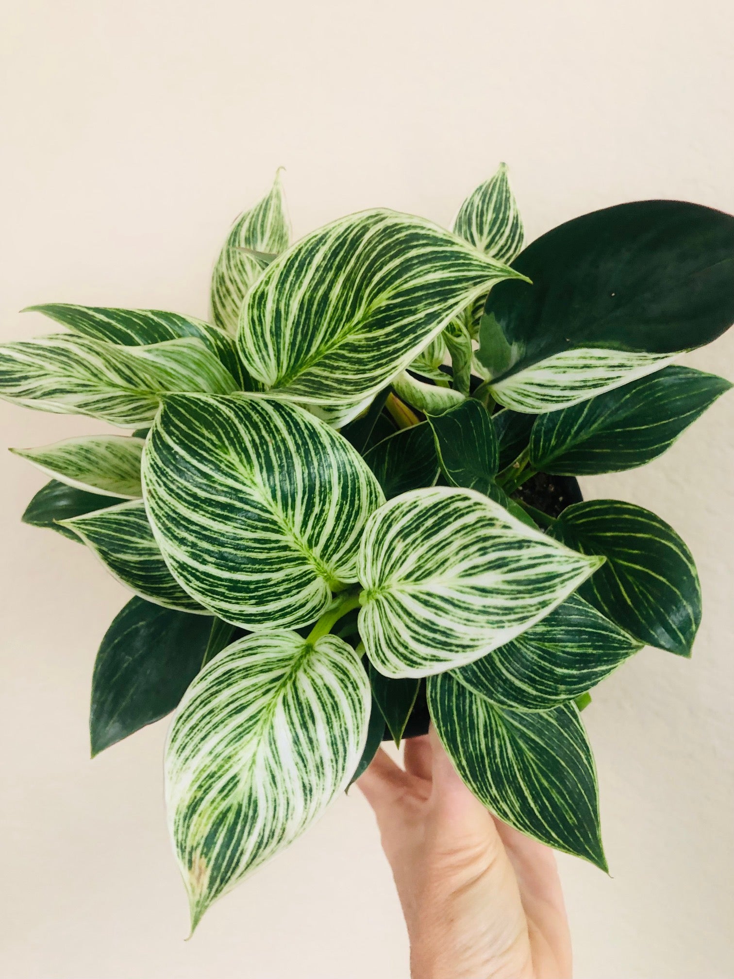Philodendron 'Birkin'