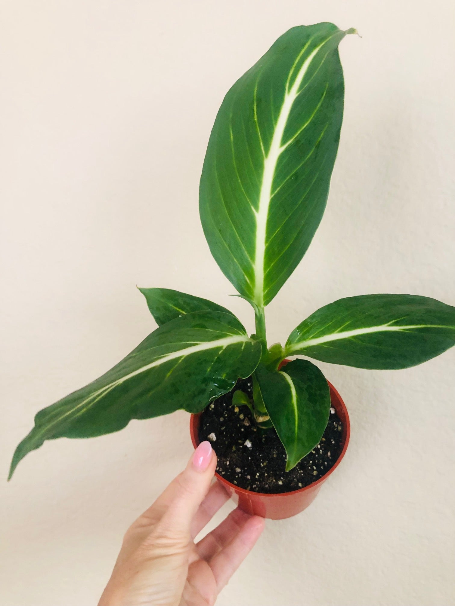 Dieffenbachia 'Sterling'