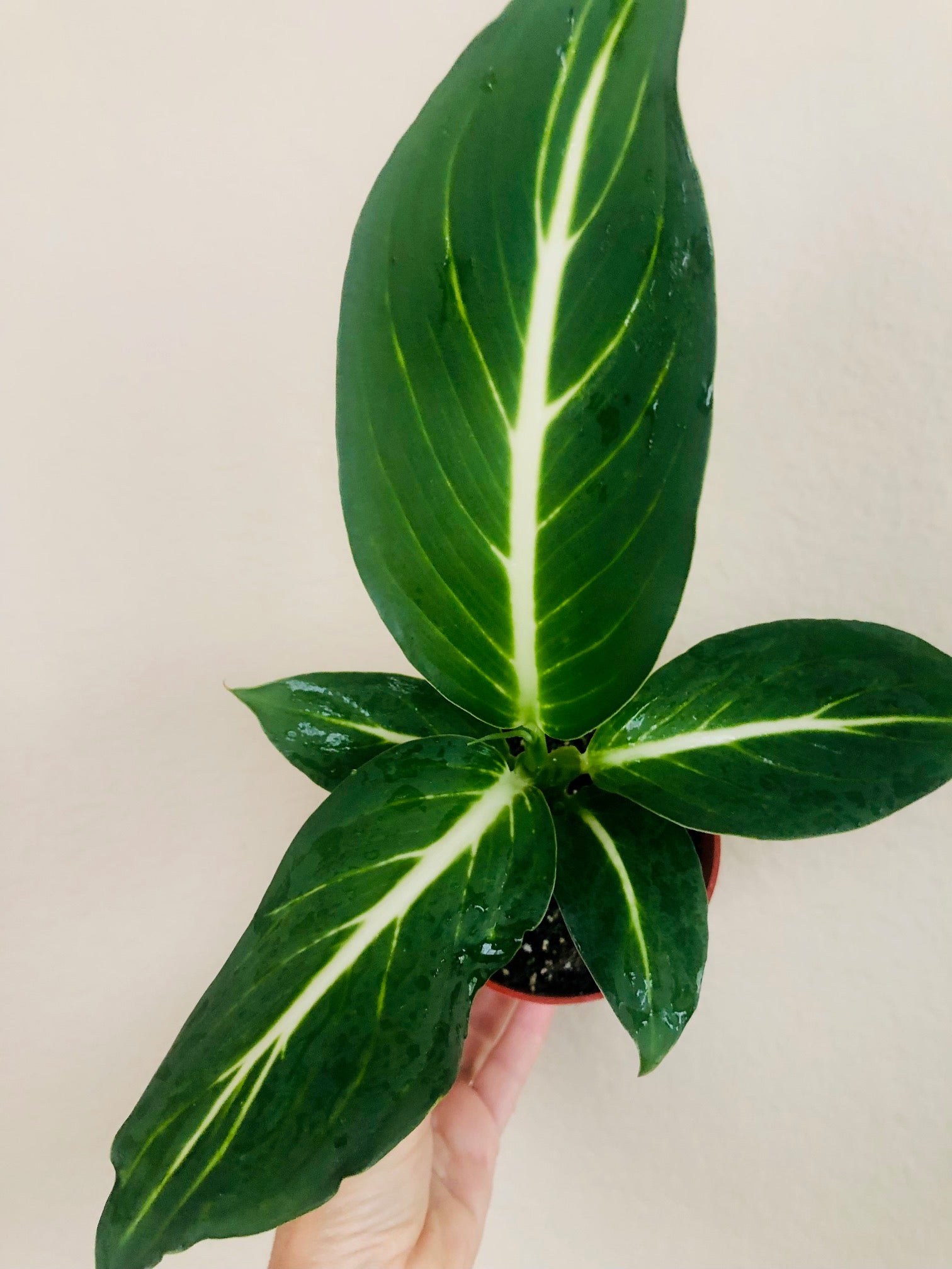 Dieffenbachia 'Sterling'