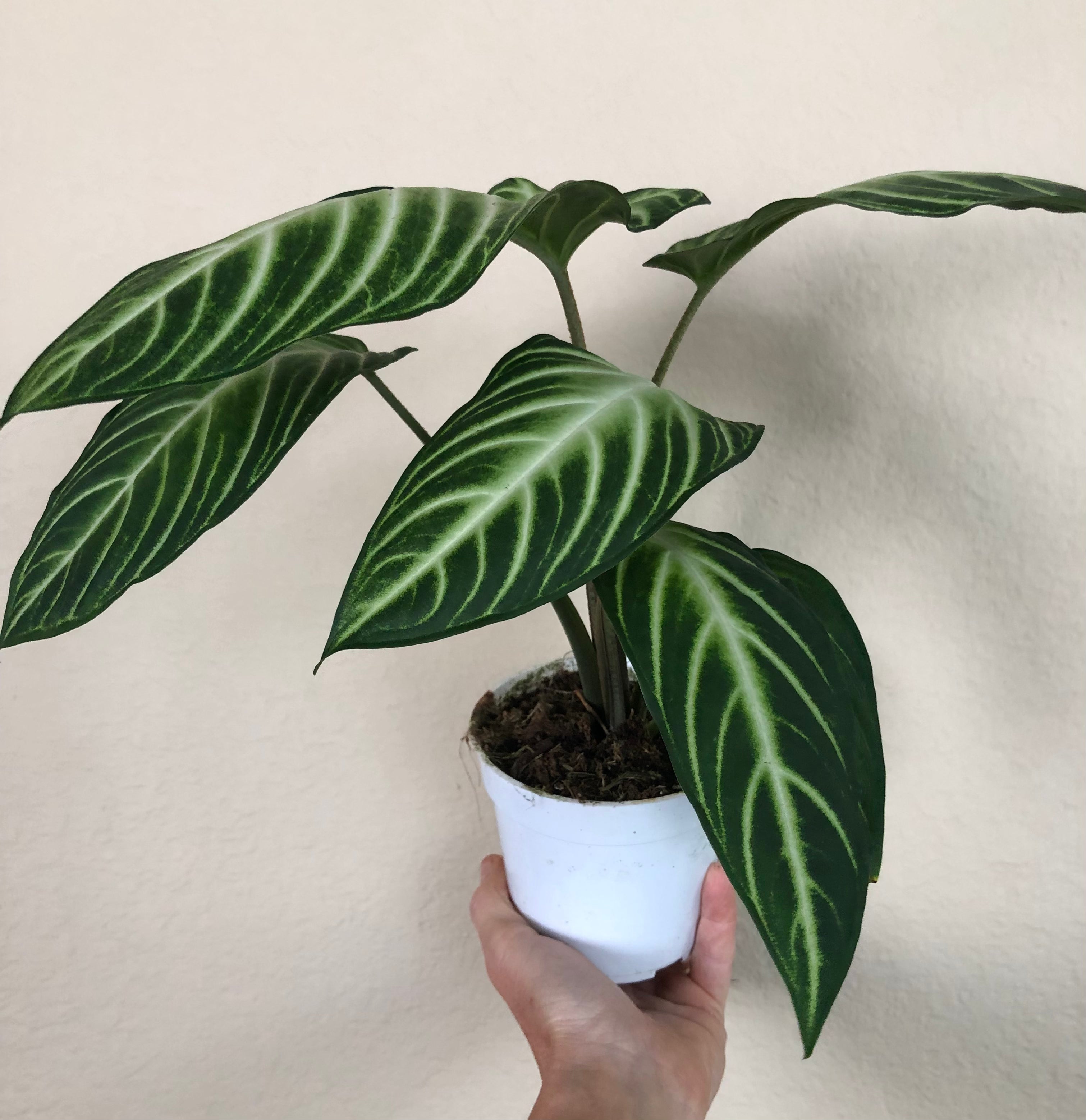 Xanthosoma Magnificum
