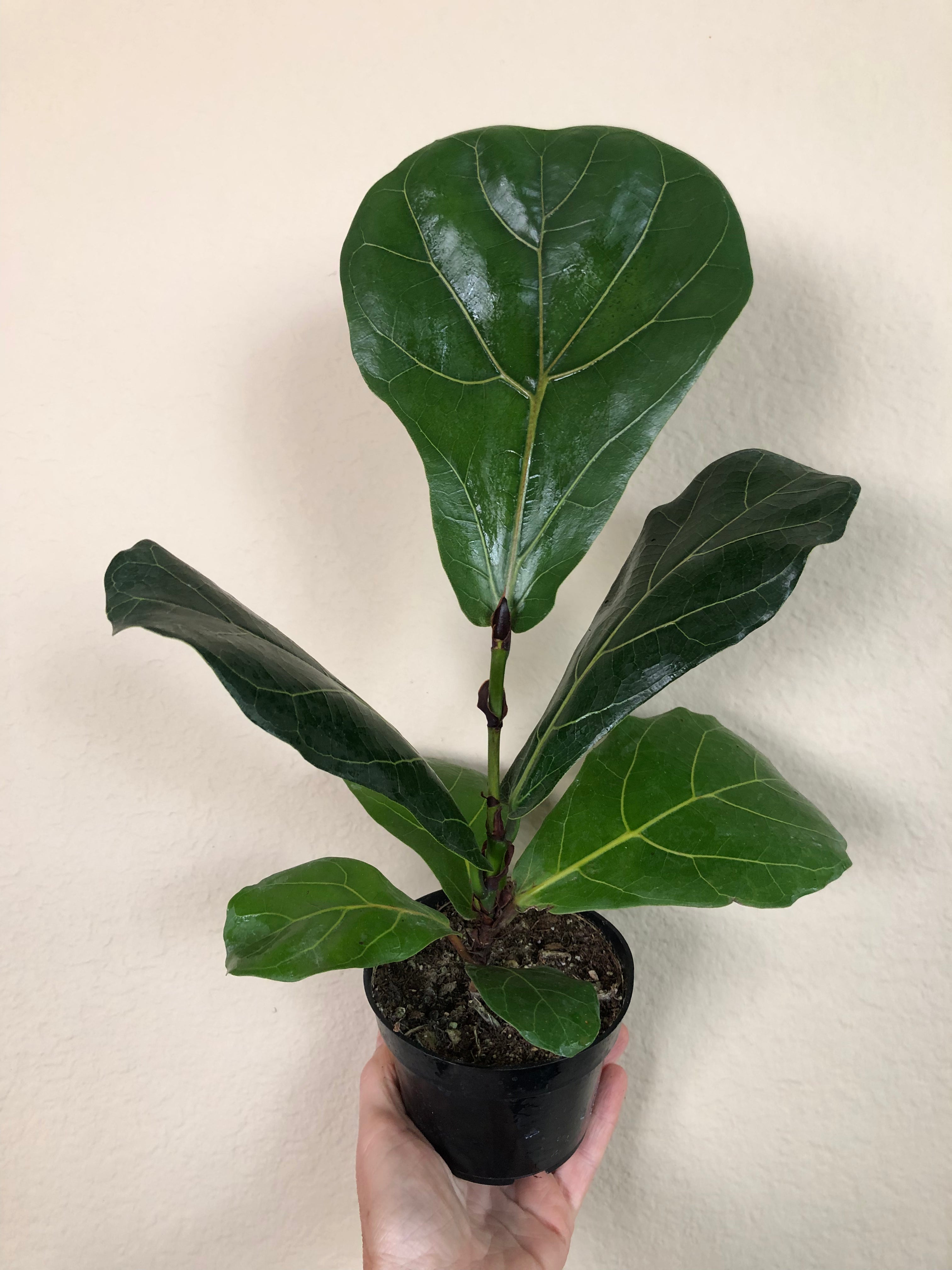 Ficus Lyrata 'Bambino'