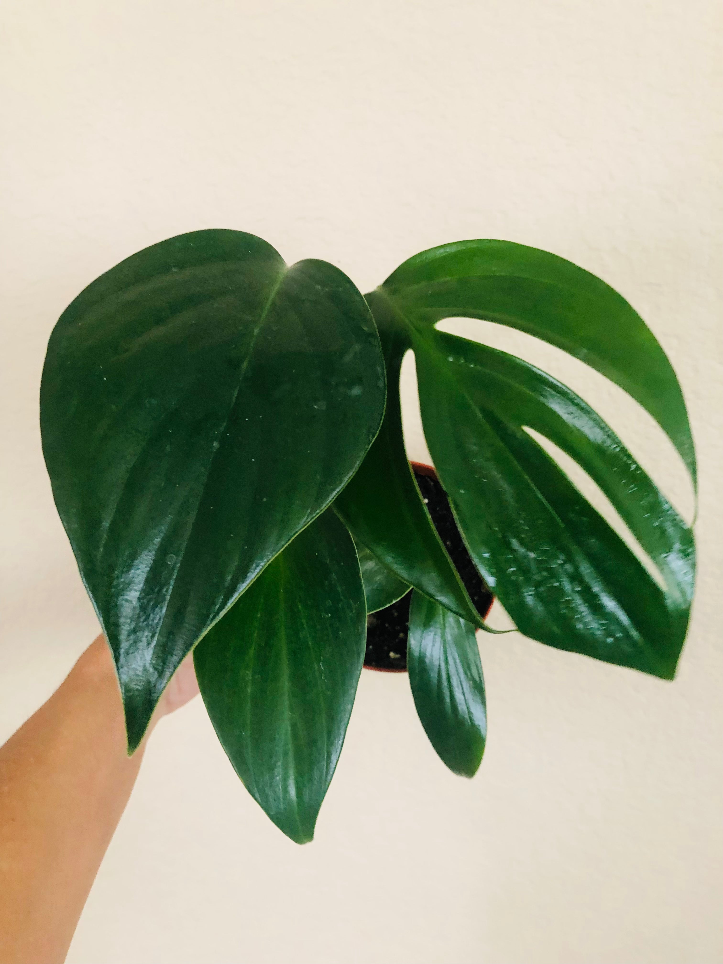 Rhaphidophora Decursiva "Dragon Tail"