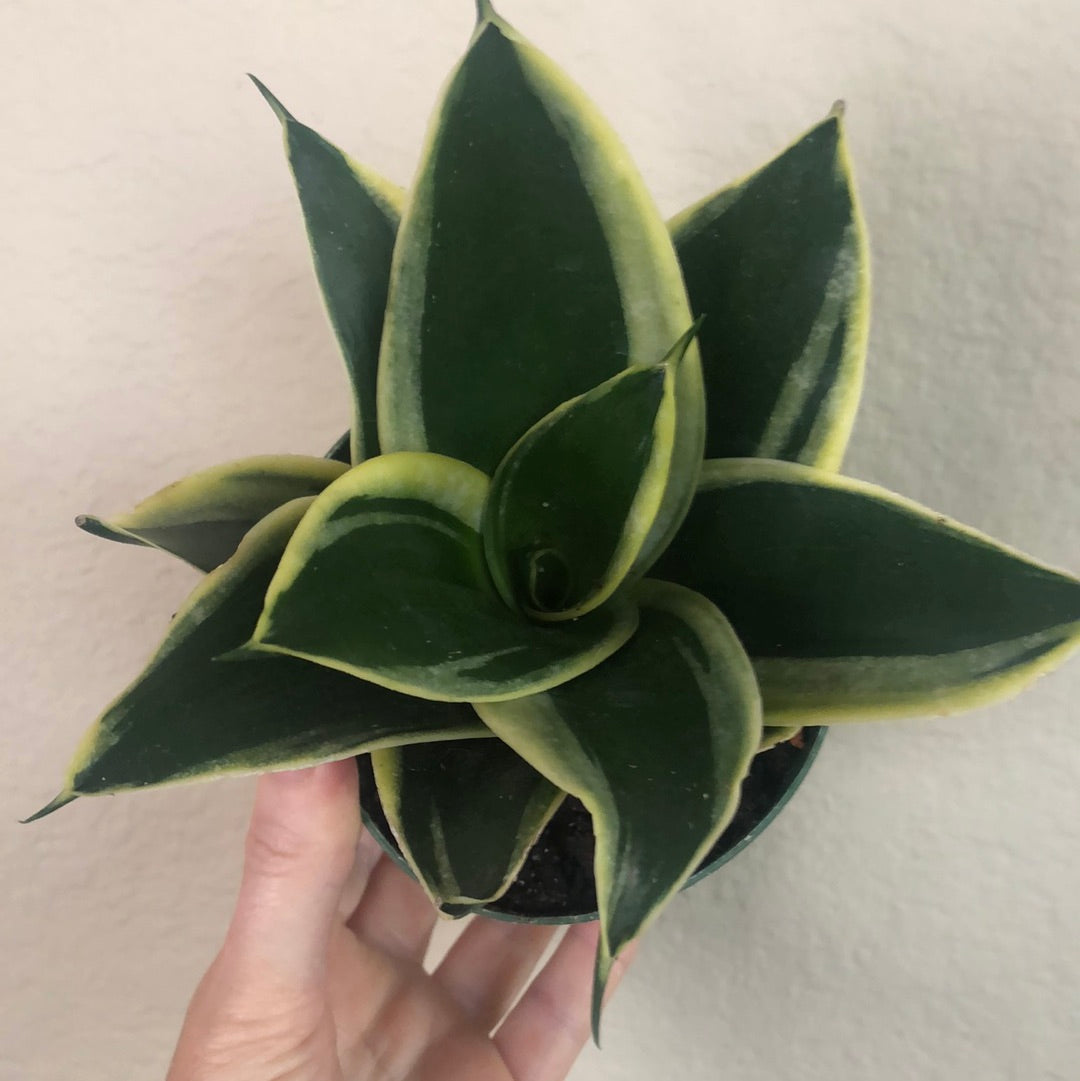 Sansevieria Hahnii 'Black Star'