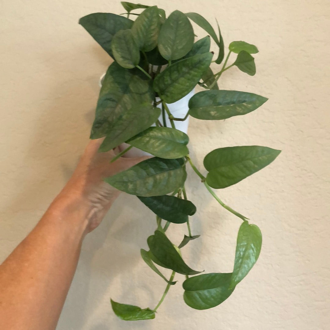 Pothos 'Cebu Blue'