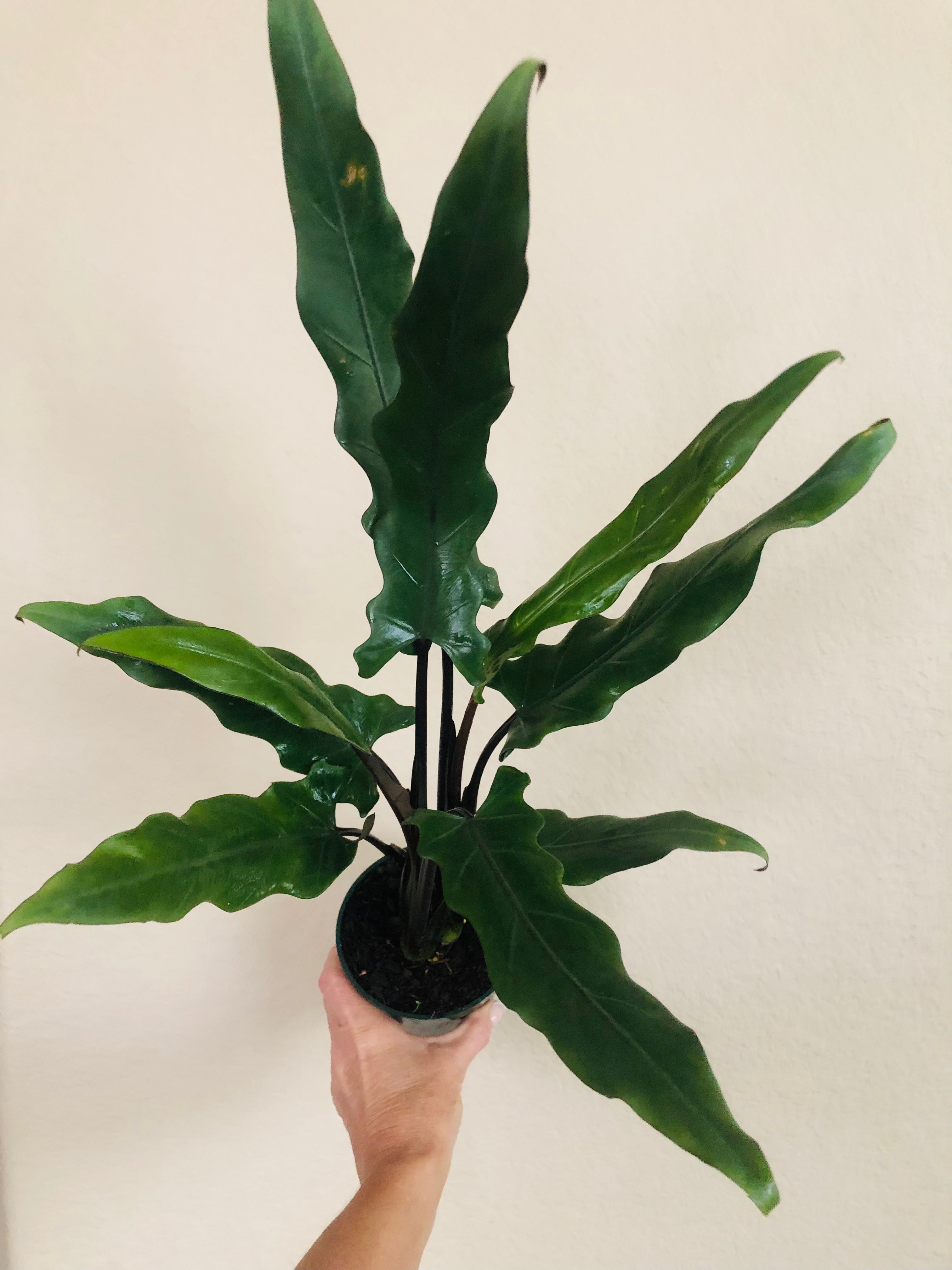 Alocasia Lauterbachiana 'Purple Sword'