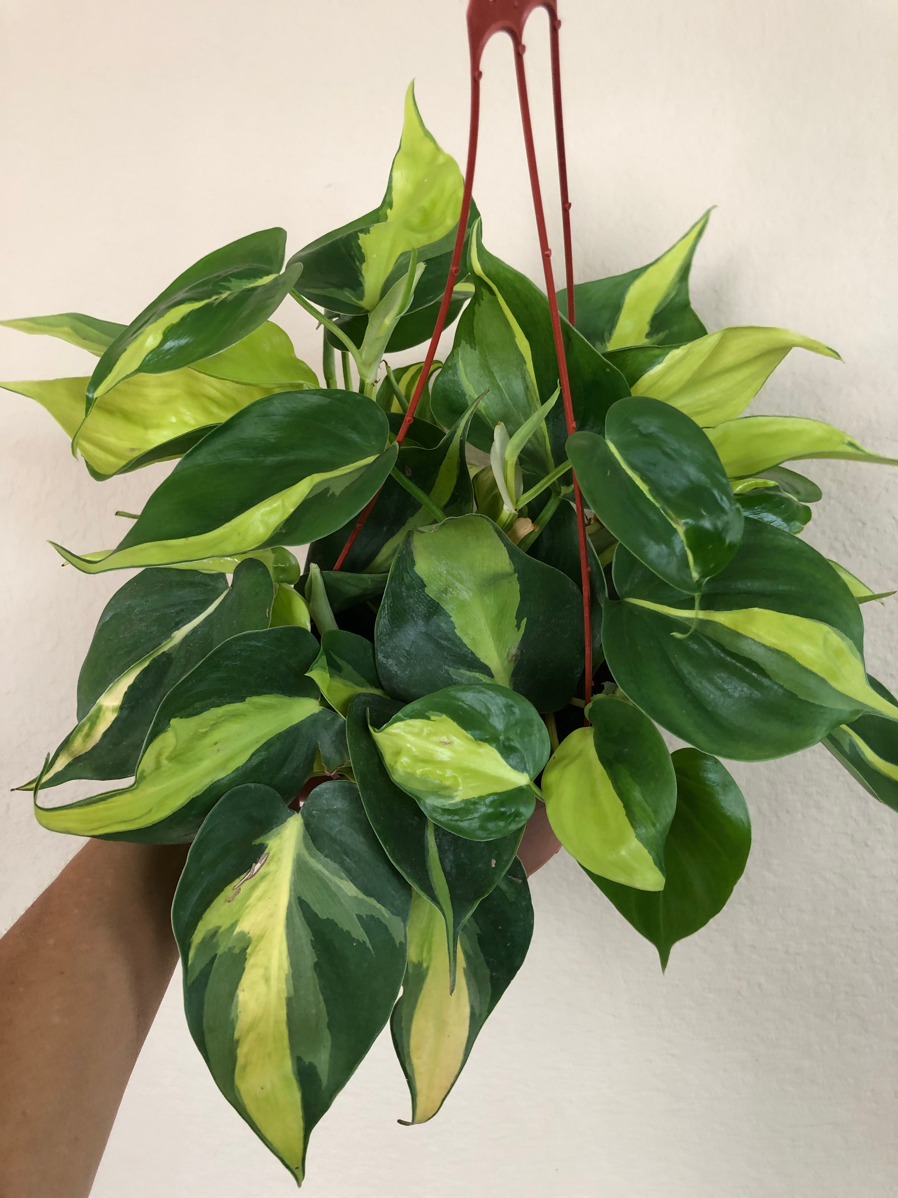 Philodendron 'Brasil'
