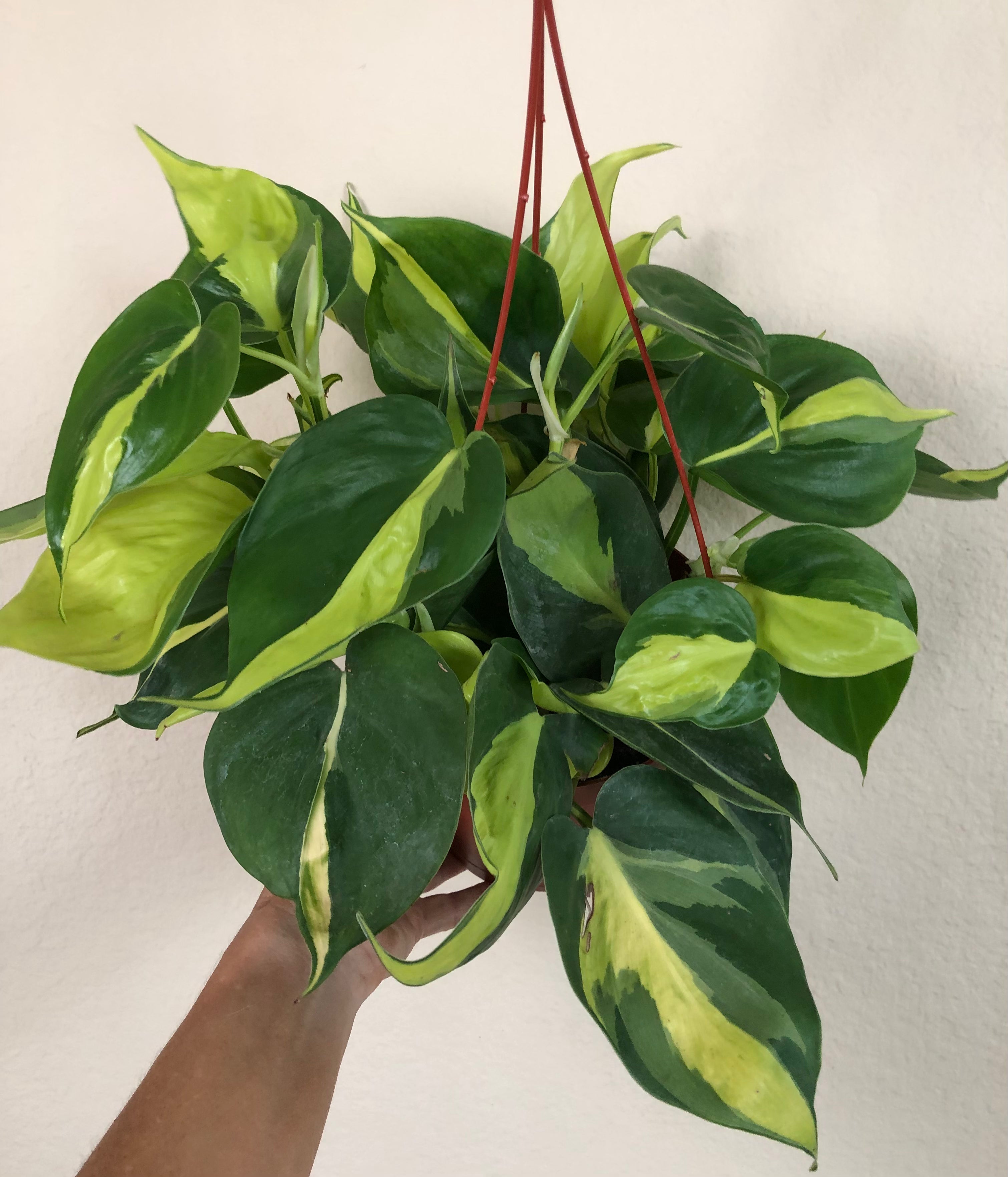 Philodendron 'Brasil'