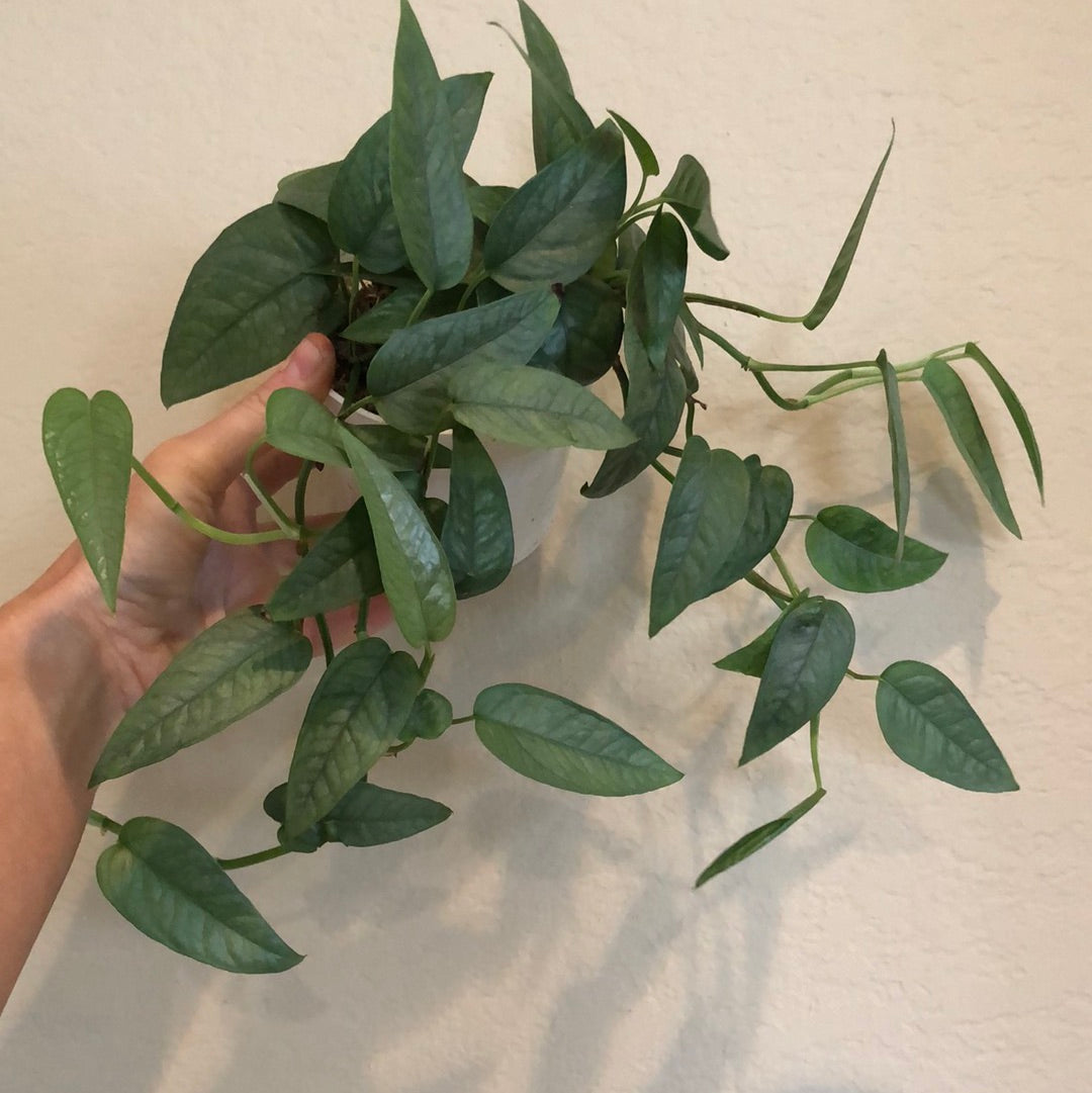 Pothos 'Cebu Blue'