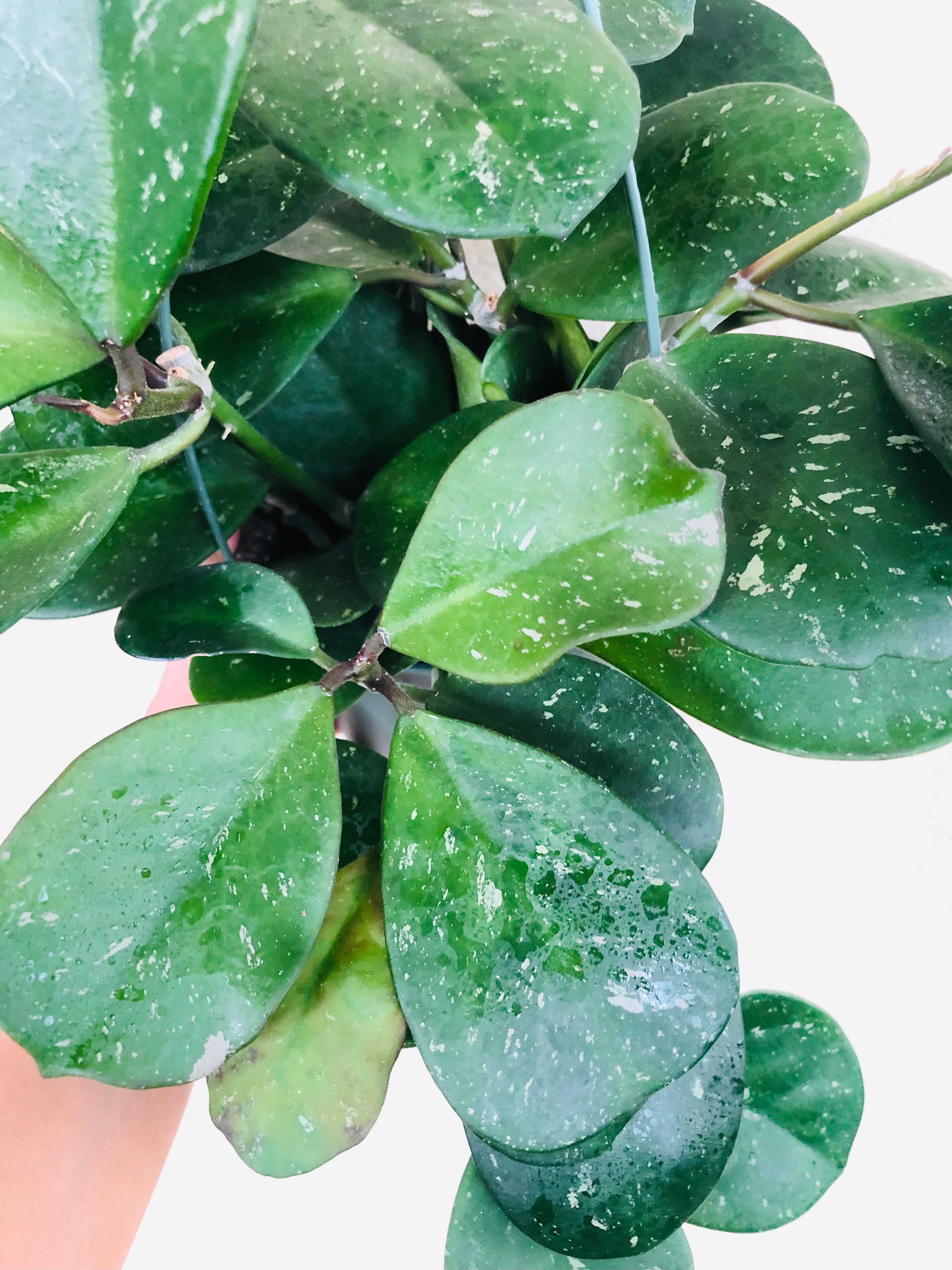 Hoya Obovata