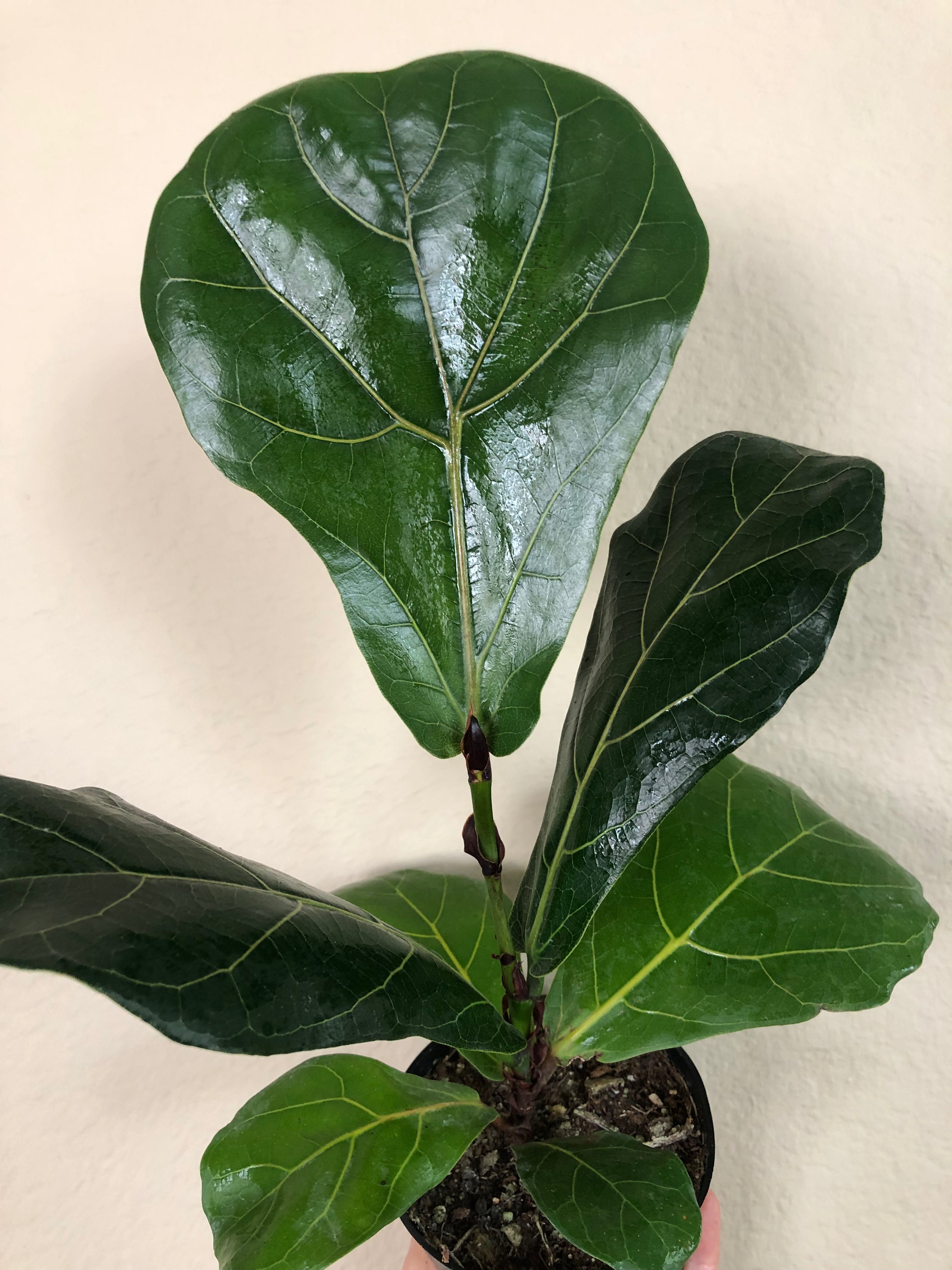 Ficus Lyrata 'Bambino'