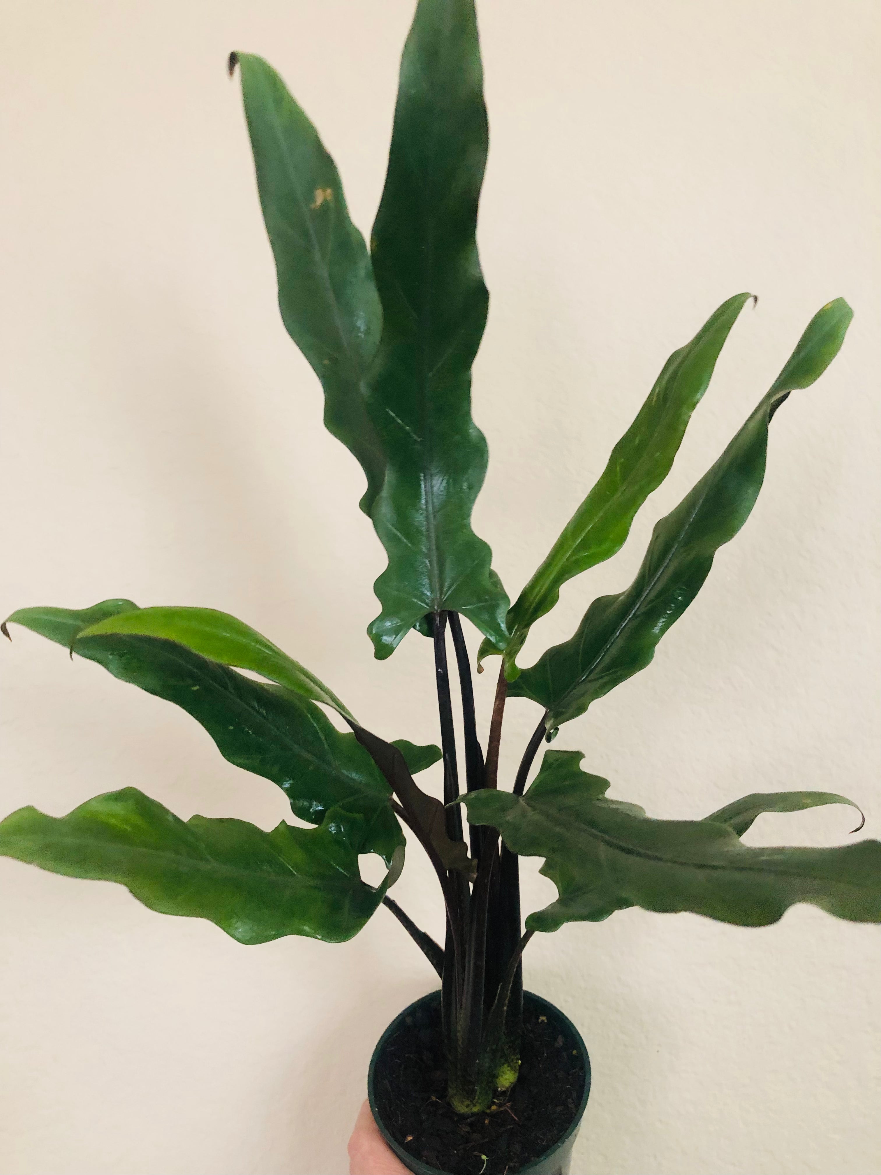 Alocasia Lauterbachiana 'Purple Sword'