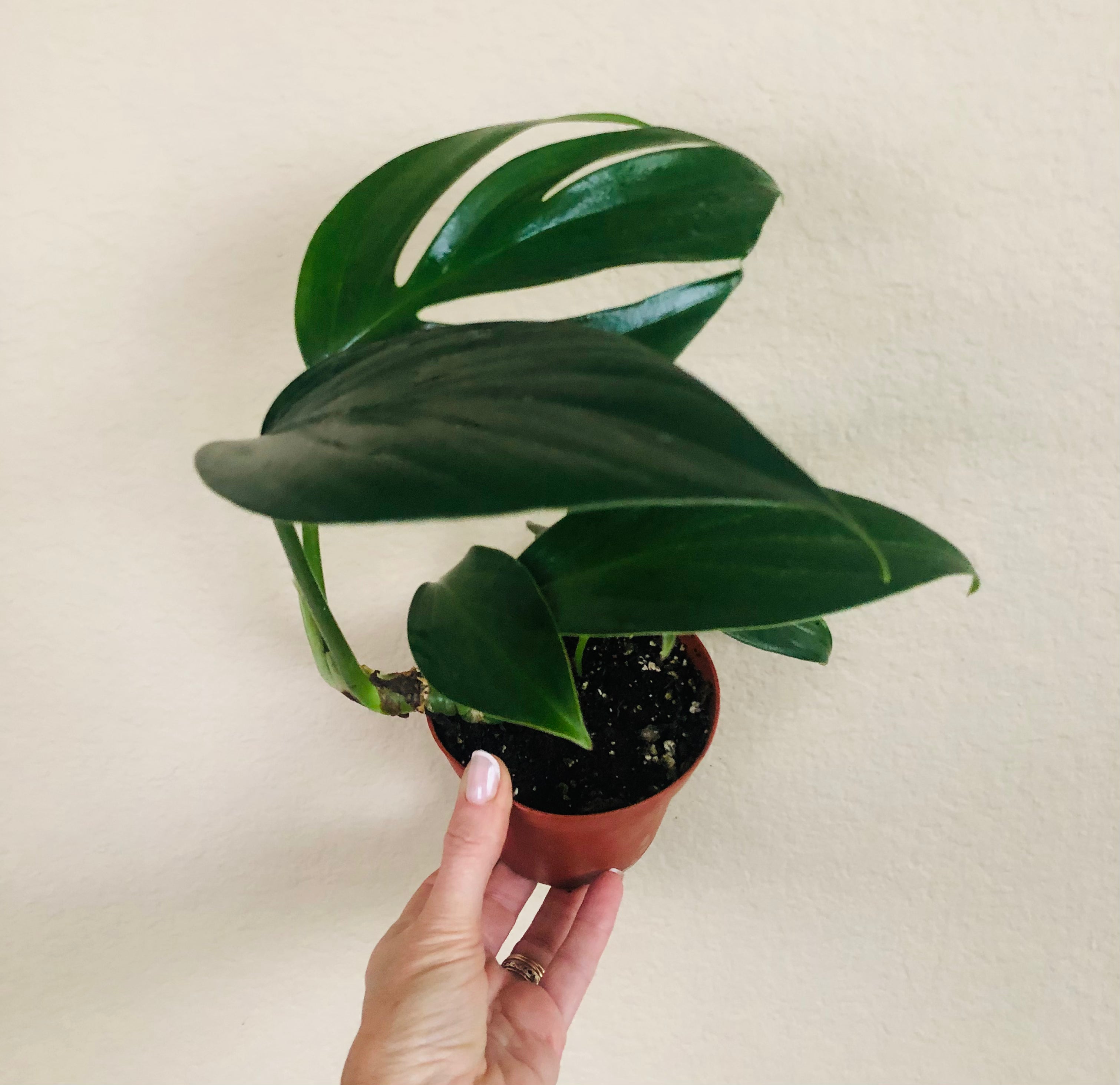 Rhaphidophora Decursiva "Dragon Tail"