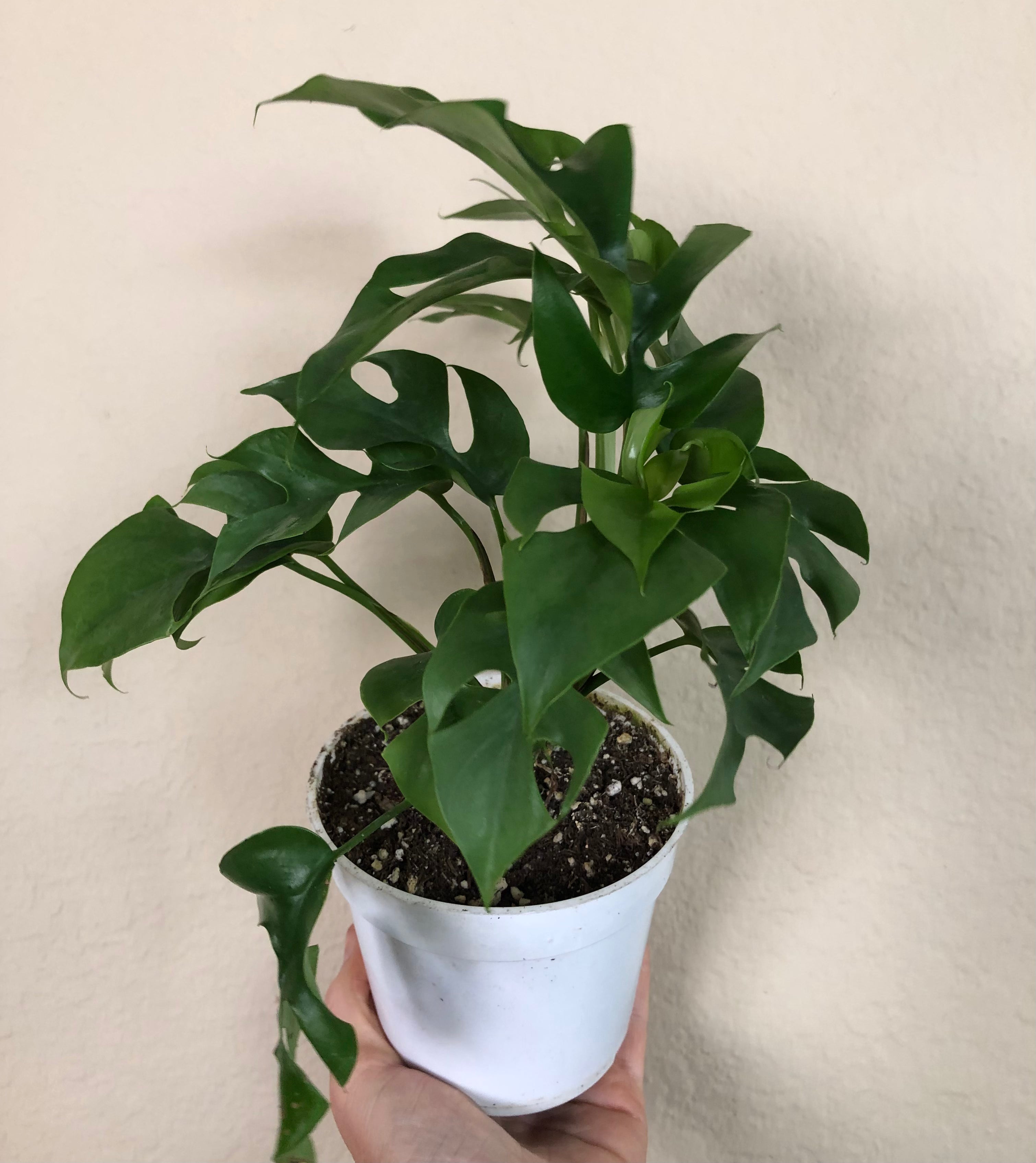 Rhaphidophora Tetrasperma ‘Mini Monstera’