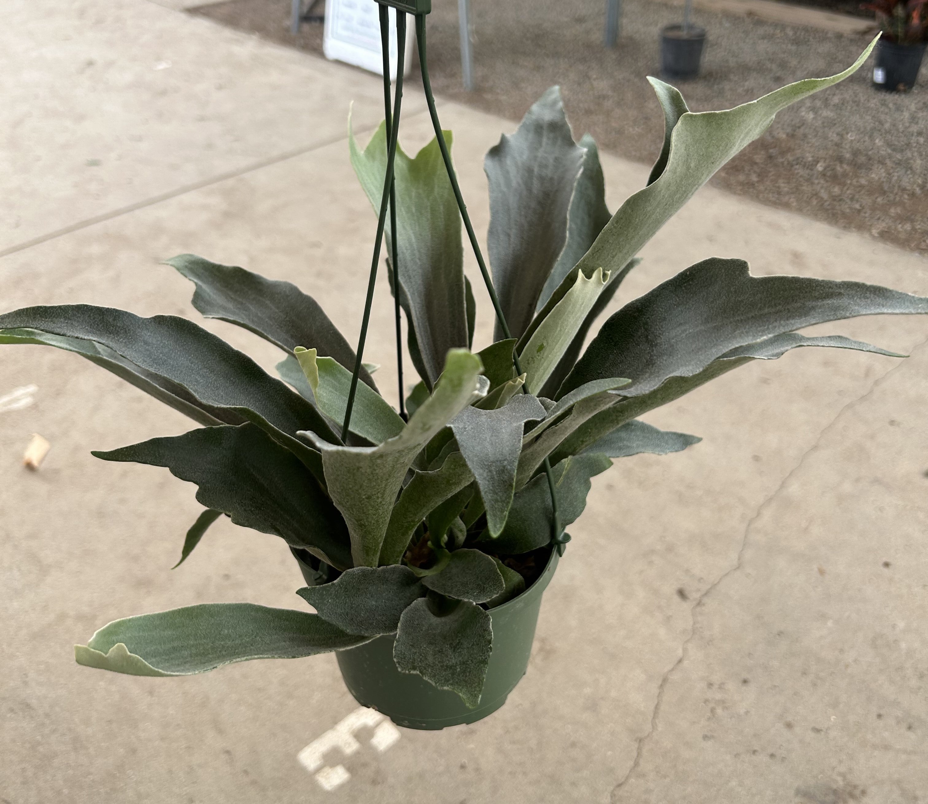 Fern 'Staghorn'