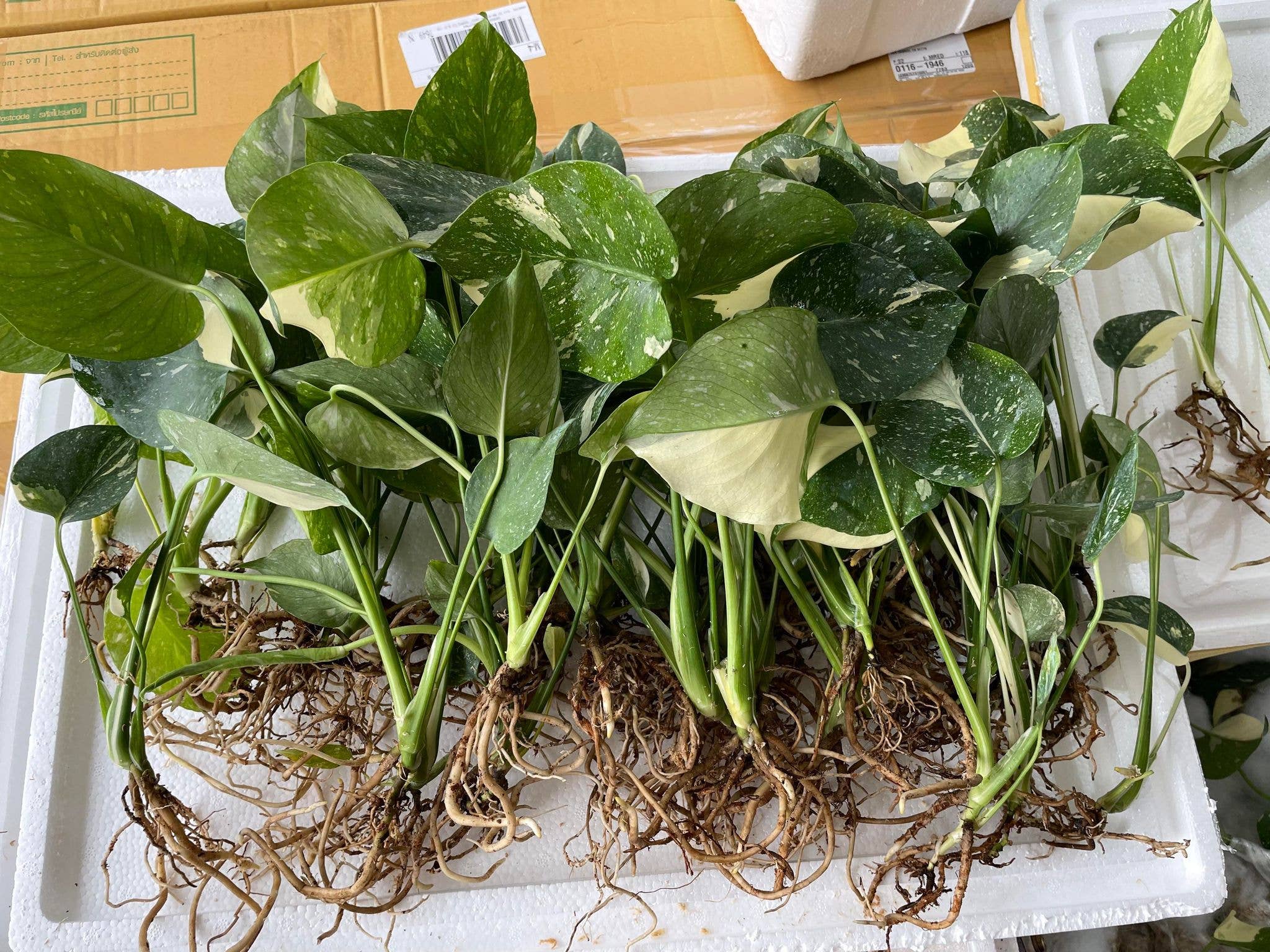 Monstera Thai Constellation 4inch Plant