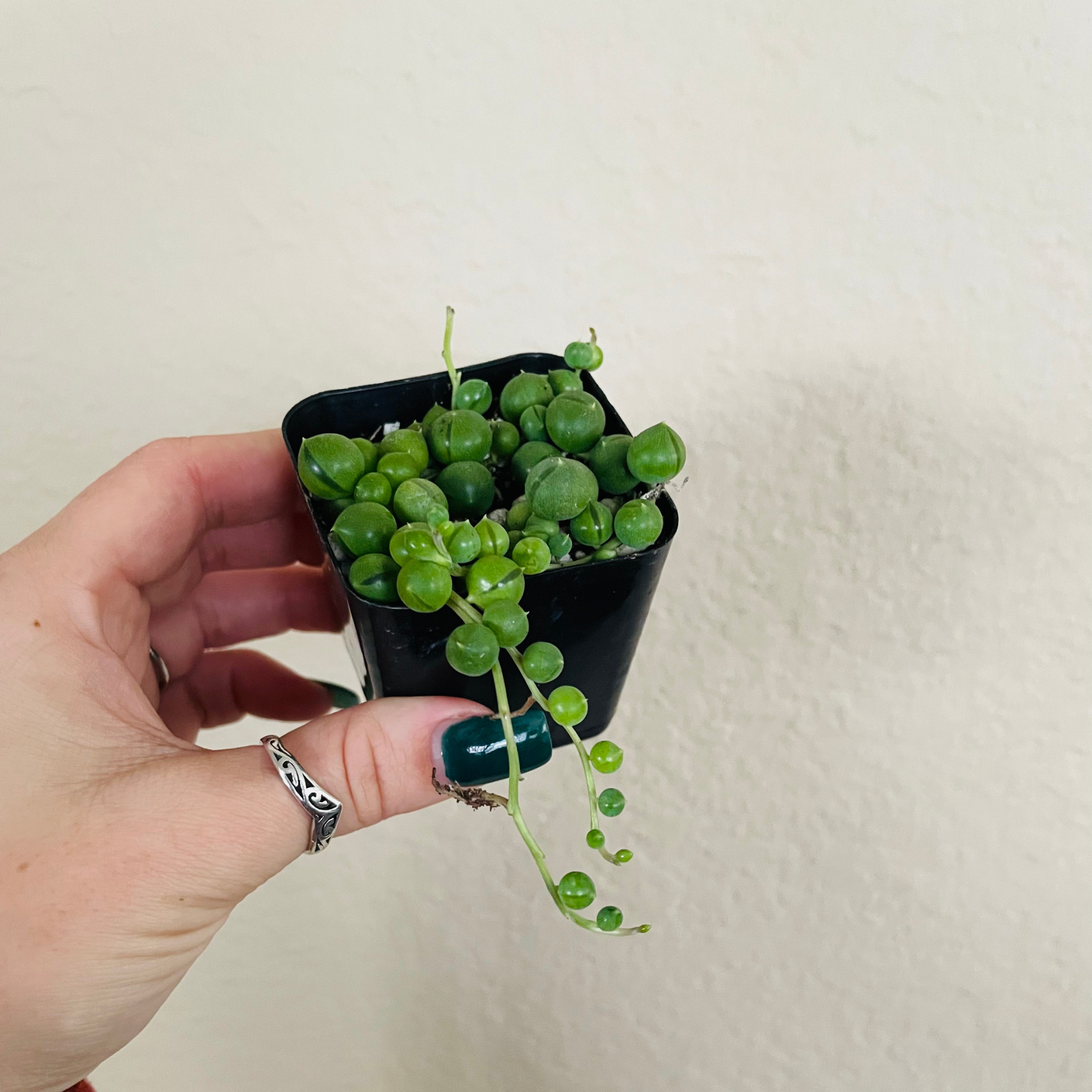 String Of Pearls