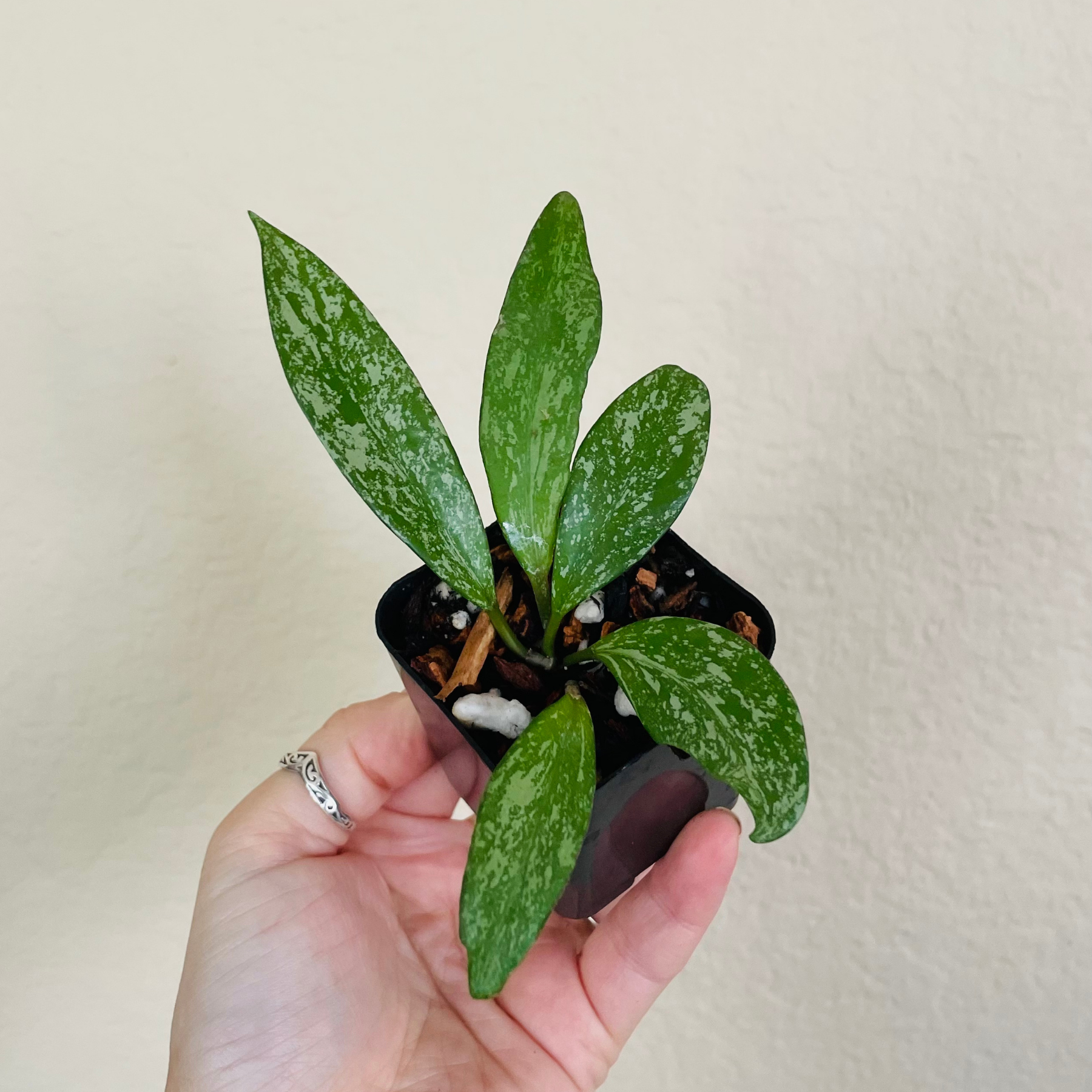 Hoya Publicalyx X Silver Splash