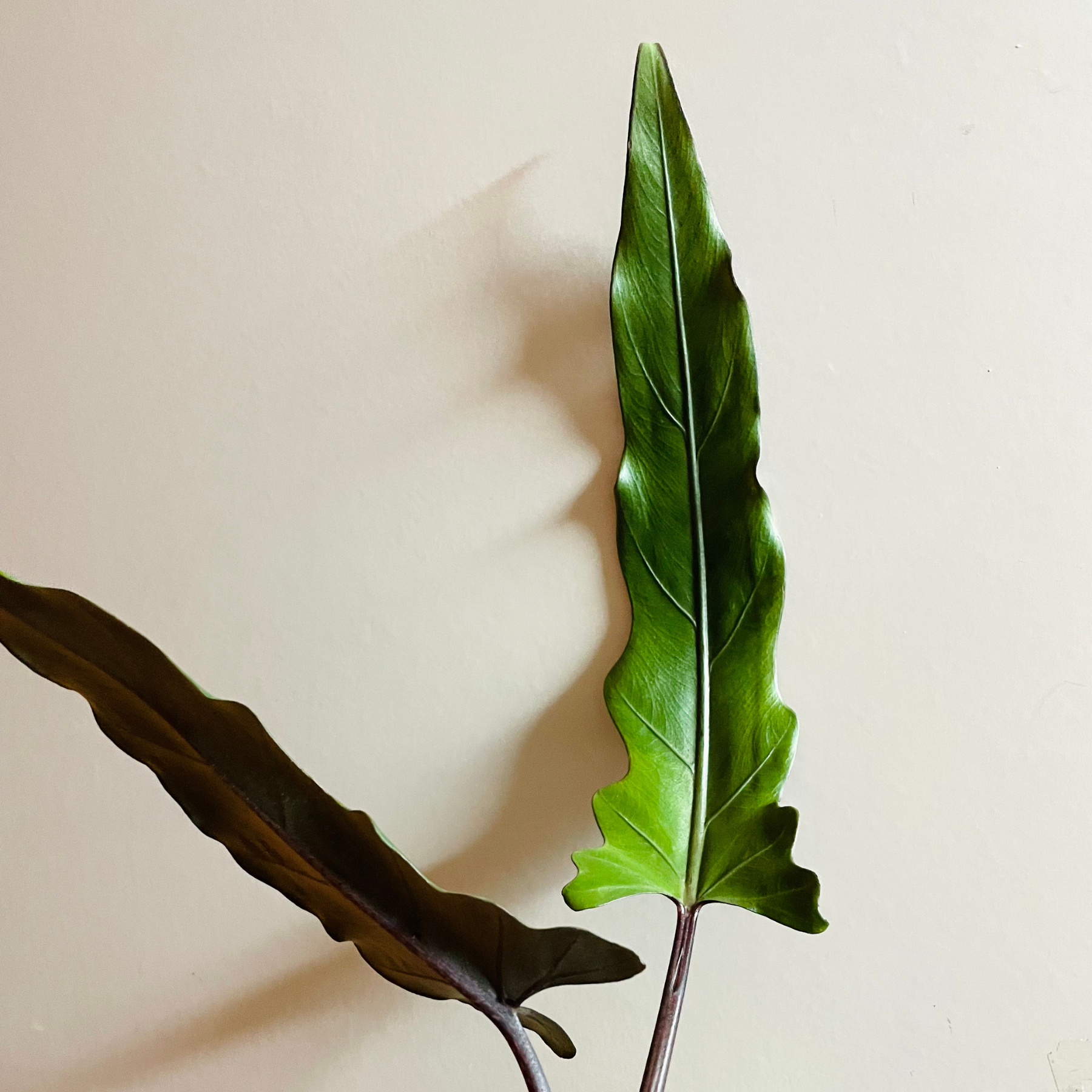 Alocasia Lauterbachiana 'Purple Sword'