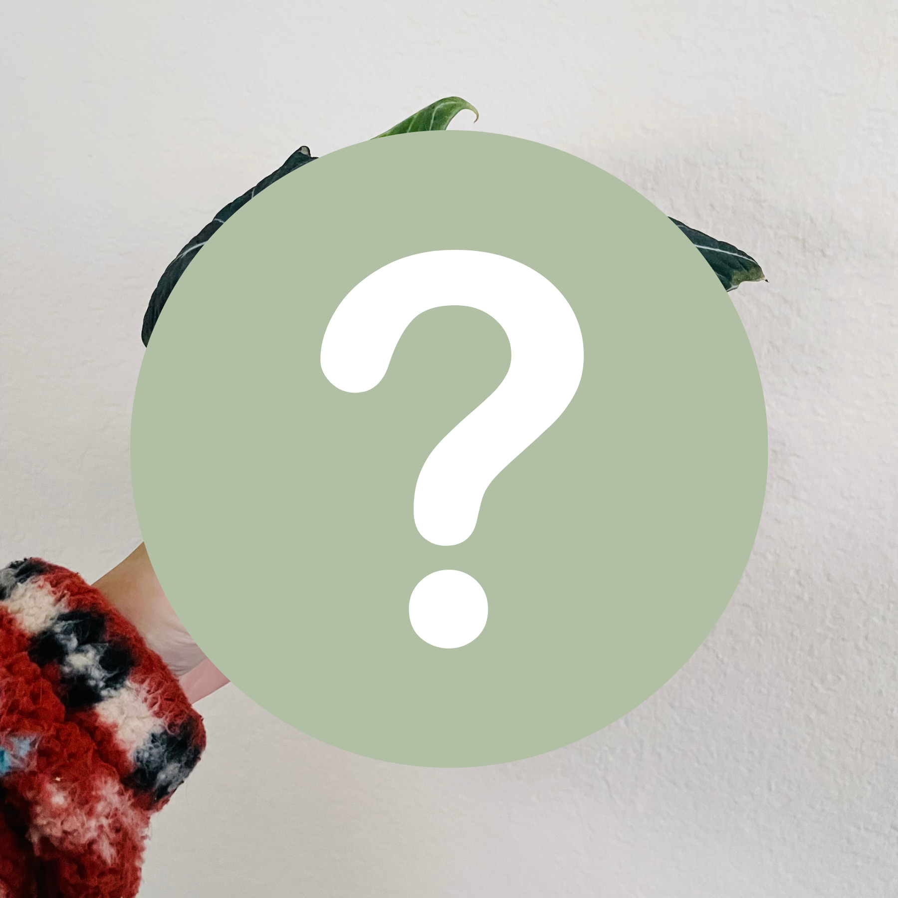 4" Mystery Misfit | Rehab