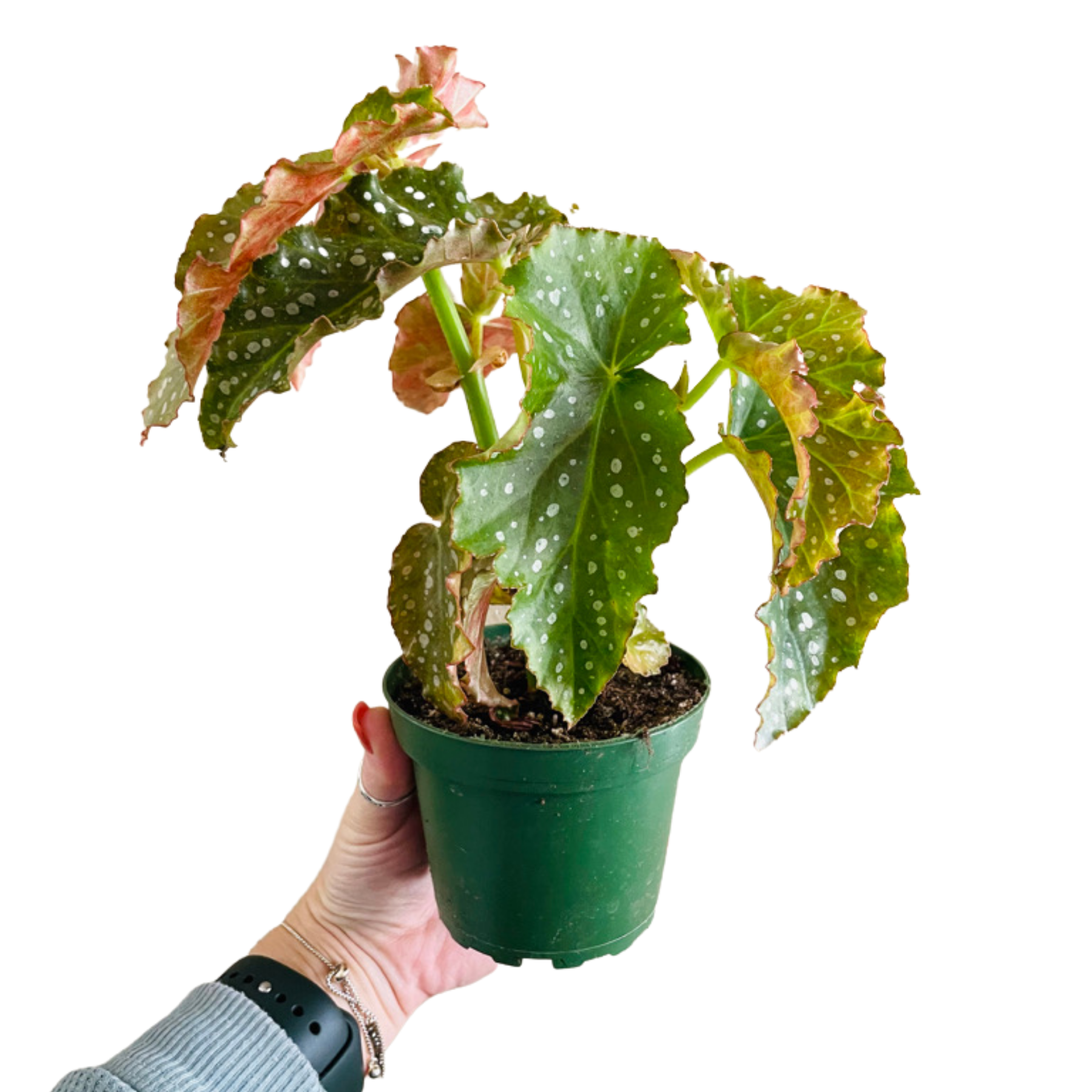 Begonia Angel Wing 'Josephine’