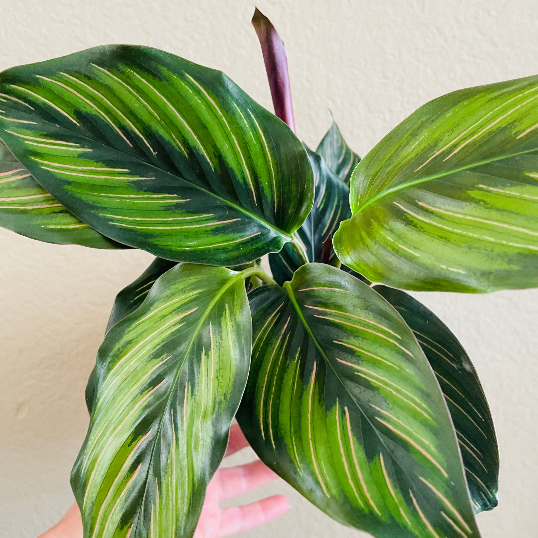 Calathea Beauty Star