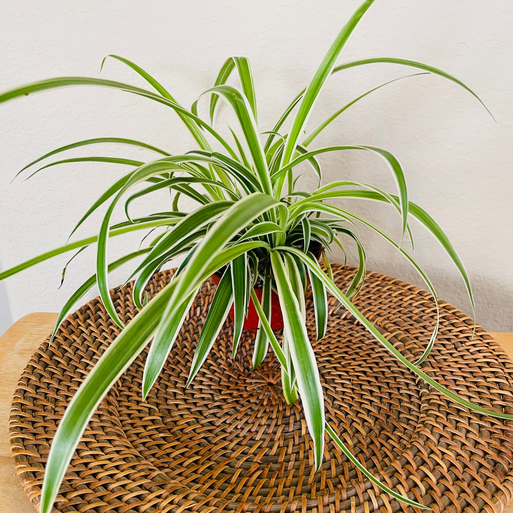 Chlorophytum 'Reverse Spider Plant'