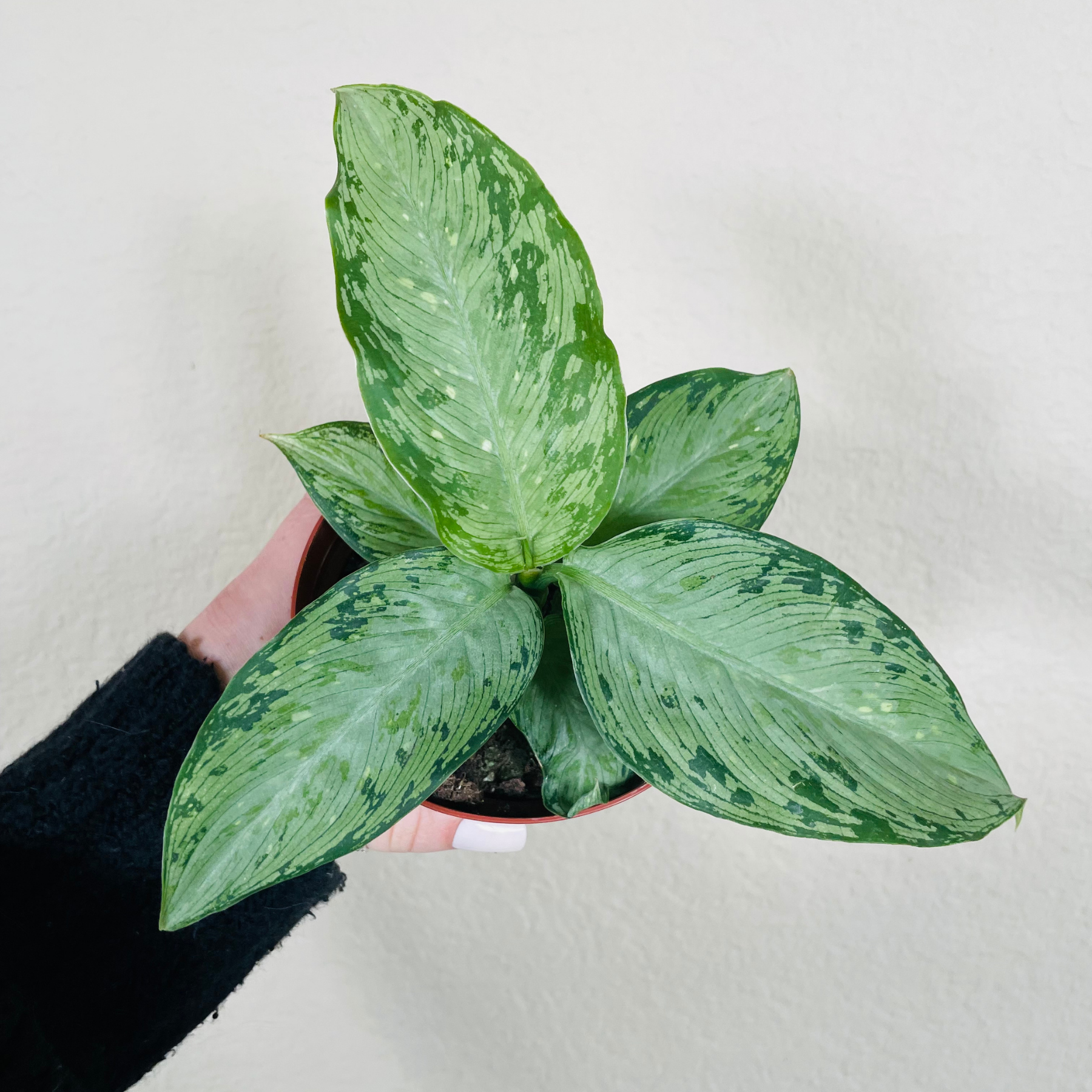 Dieffenbachia 'Memoria Corsii'