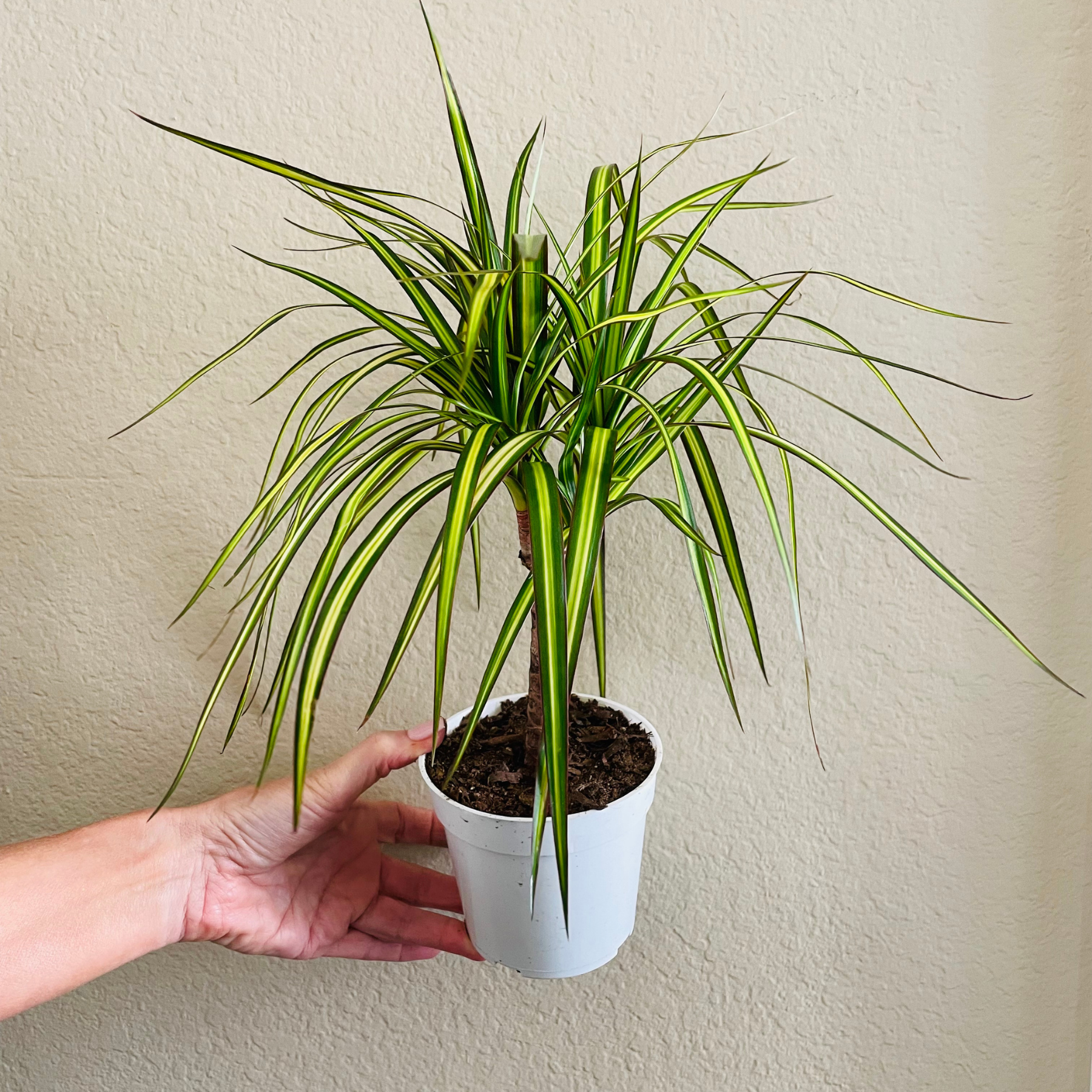 Dracaena 'Sunray Cane'