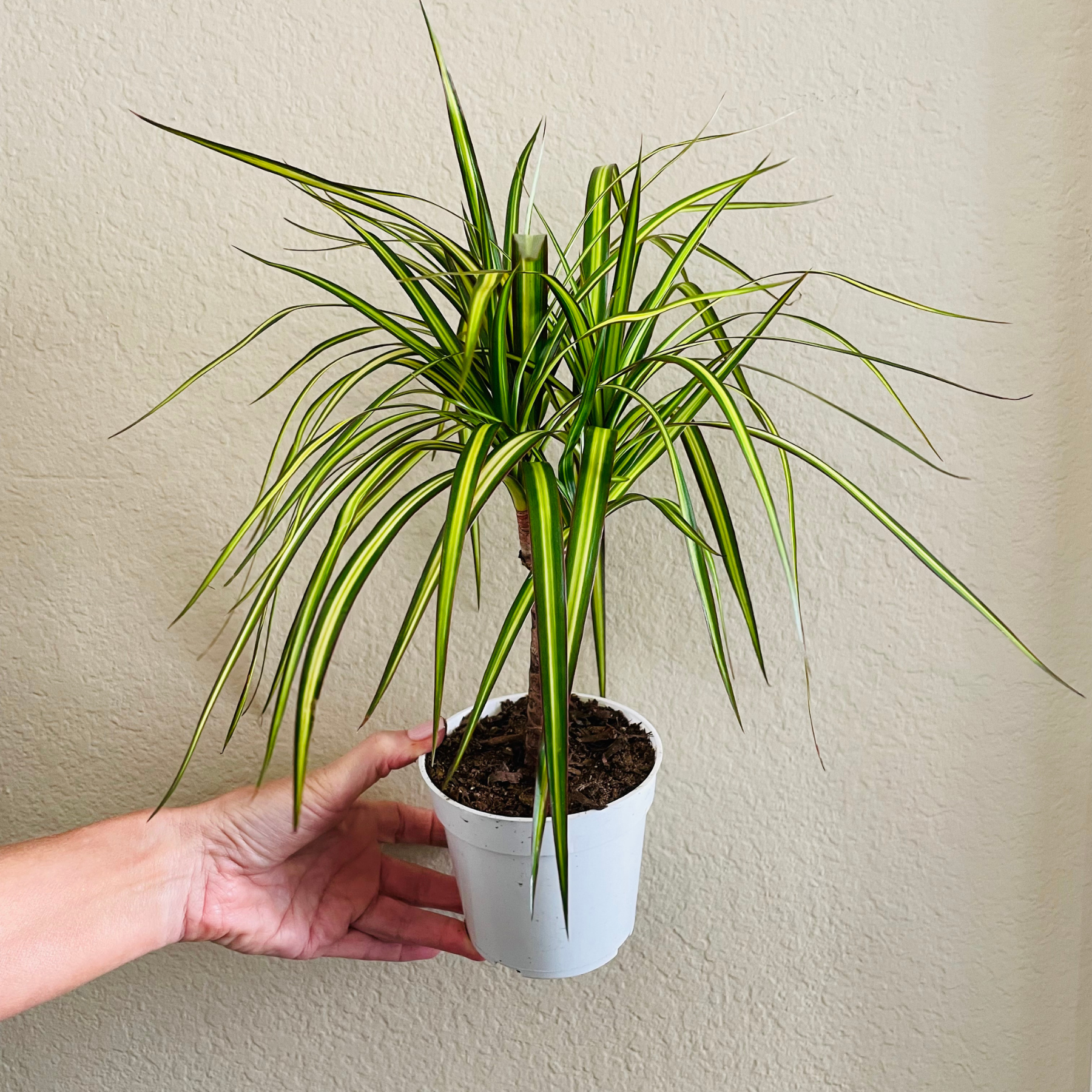 sunray dracaena Dracaena 'Sunray Cane'