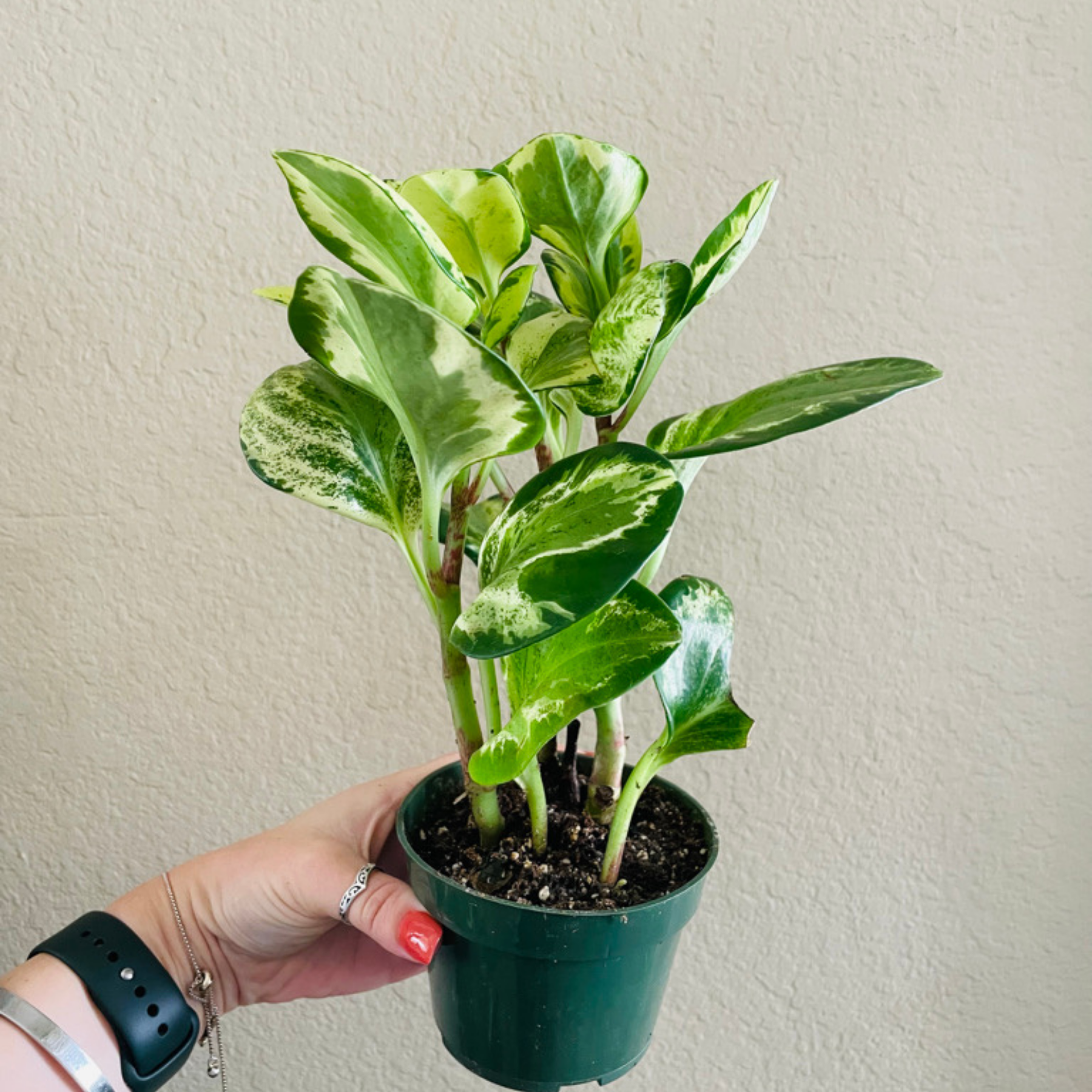 Peperomia Obtusifolia 'Golden Gate'