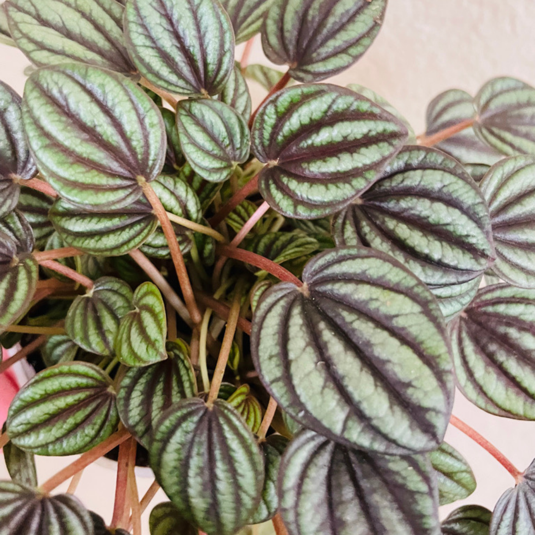 Peperomia 'Piccolo Banda' | rehab