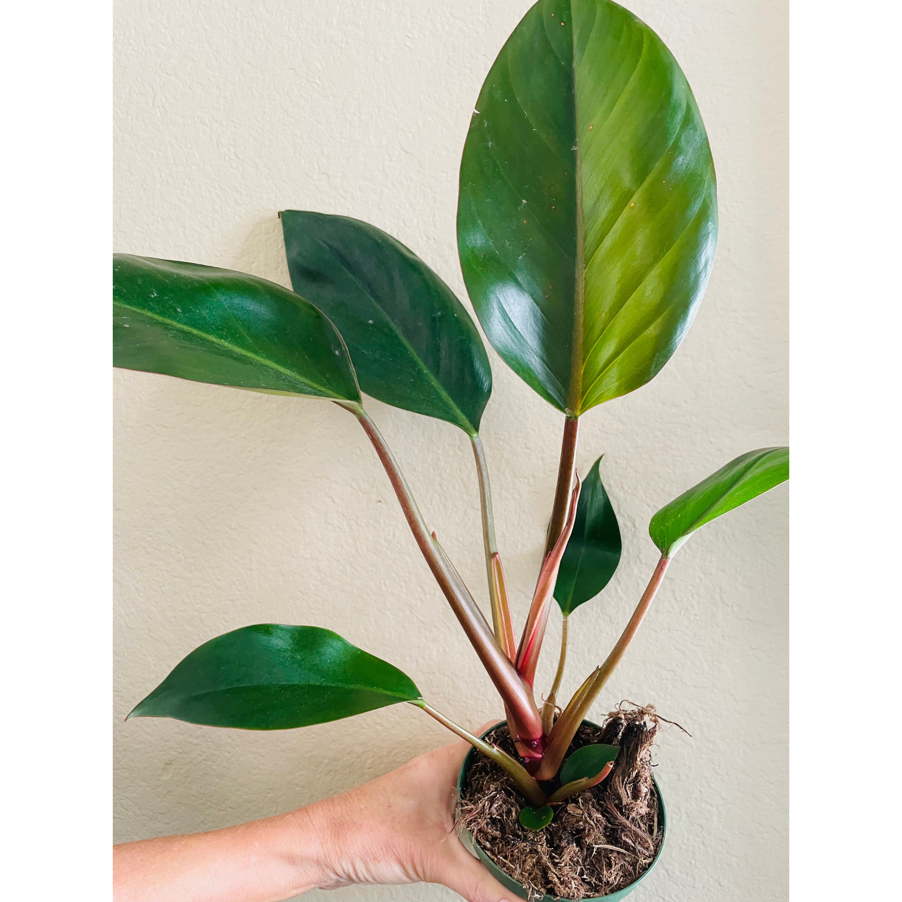 Philodendron 'Congo Rojo' | Red Congo