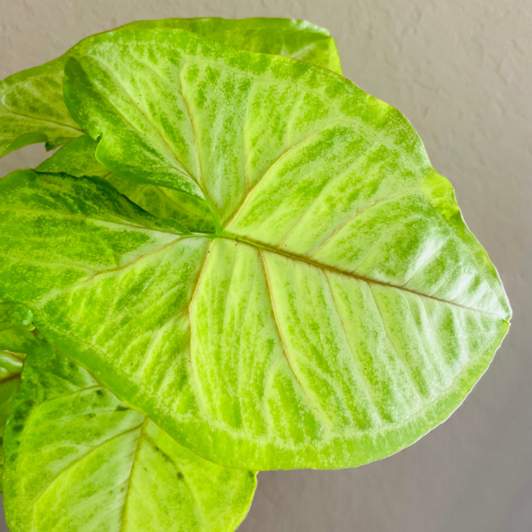 Syngonium 'Gold Allusion'