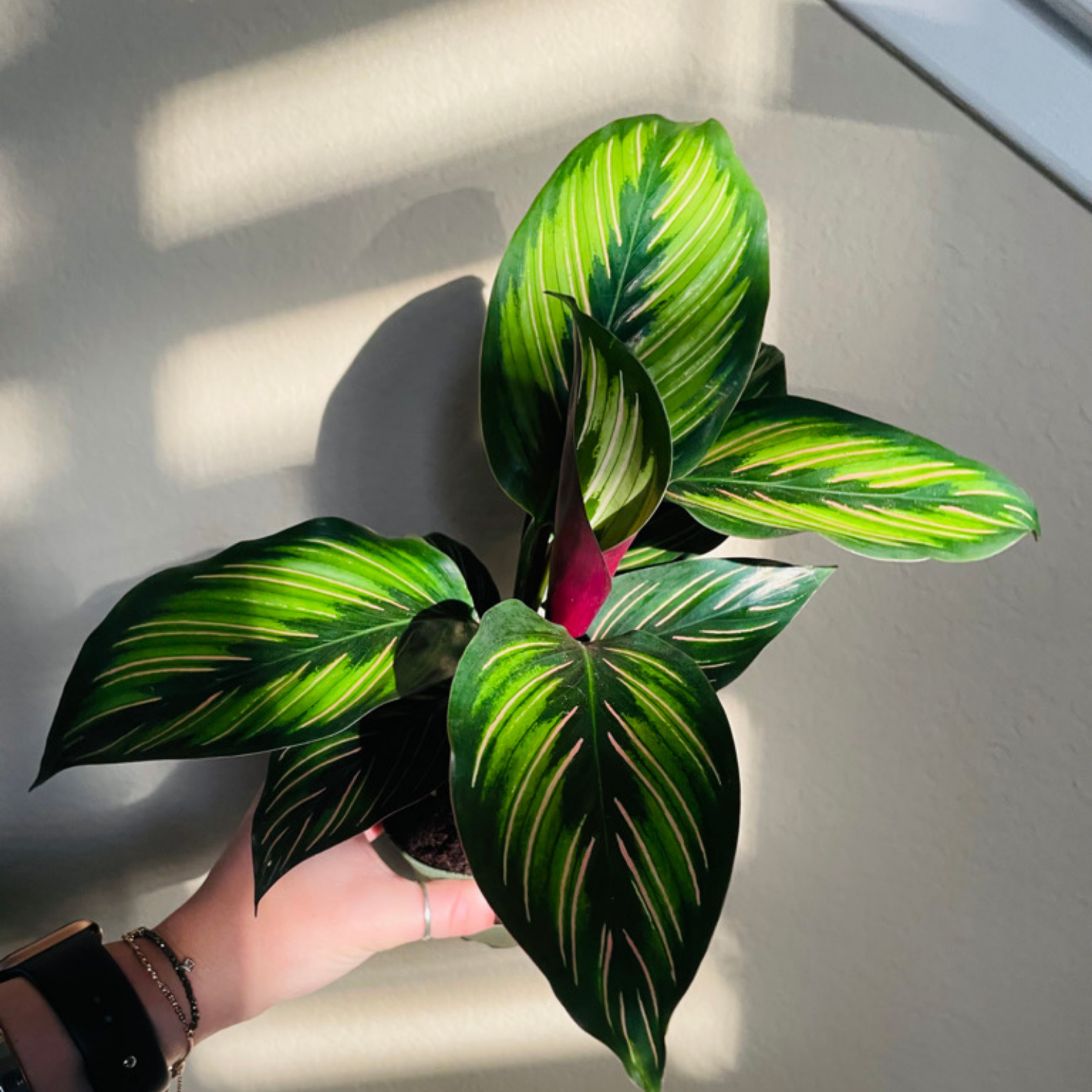 Calathea Beauty Star