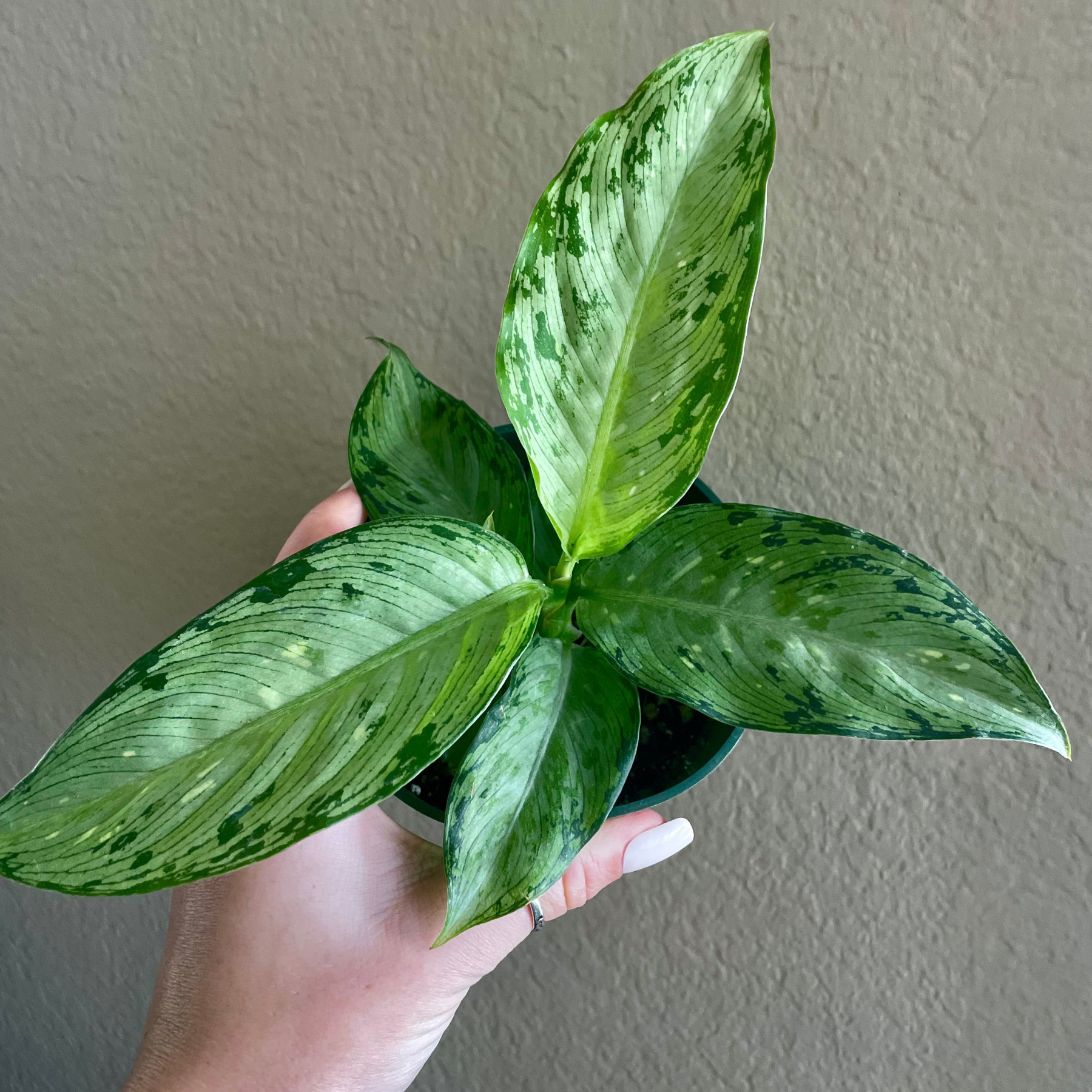 Dieffenbachia 'Memoria Corsii'