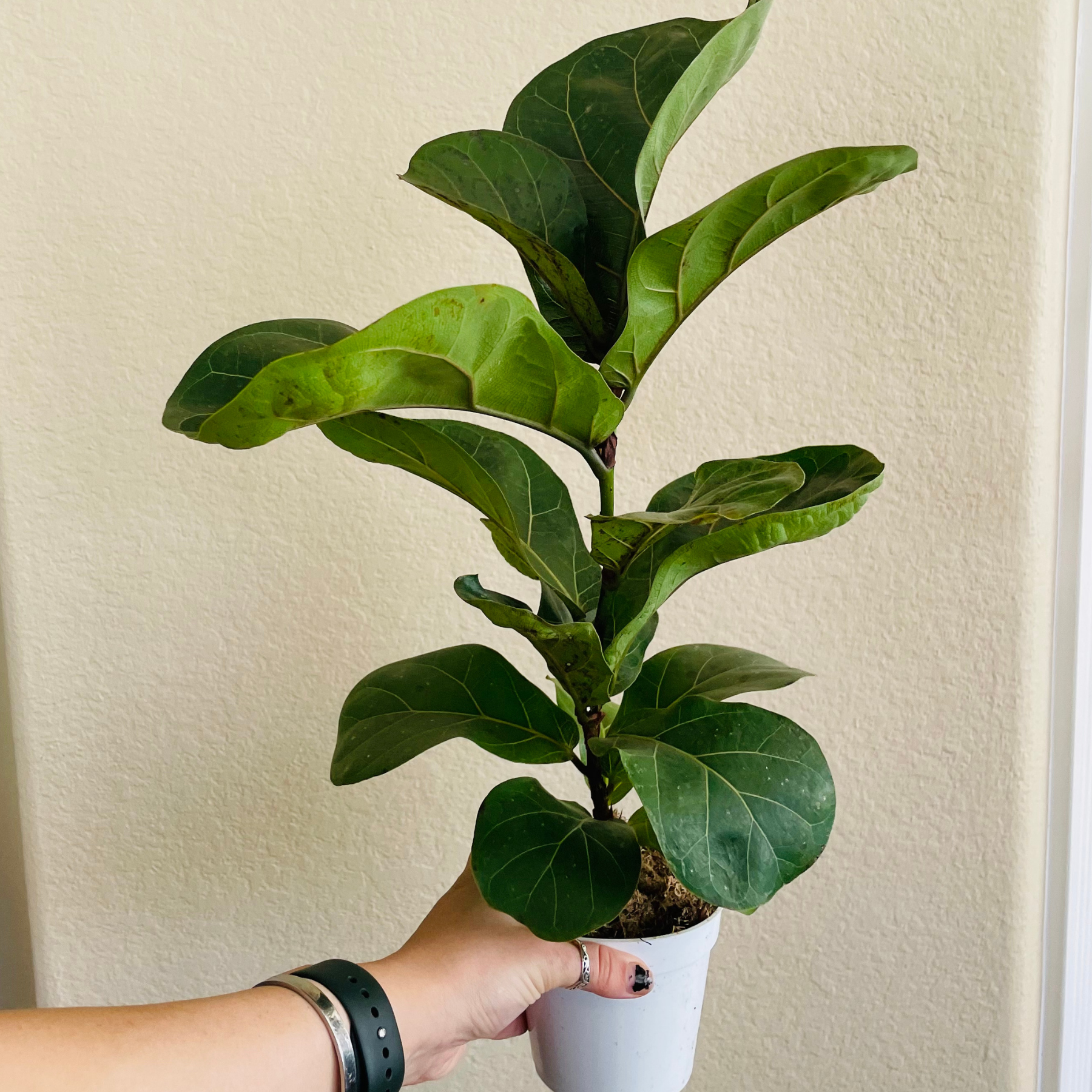 Ficus Lyrata 'Little Sunshine' | Fiddle Leaf Fig